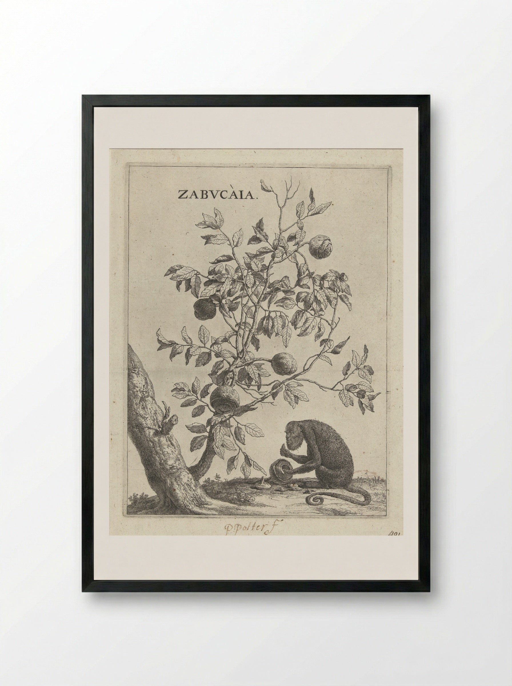 Zabucaiaboom en een aap - Paulus Potter - Framed Print Black