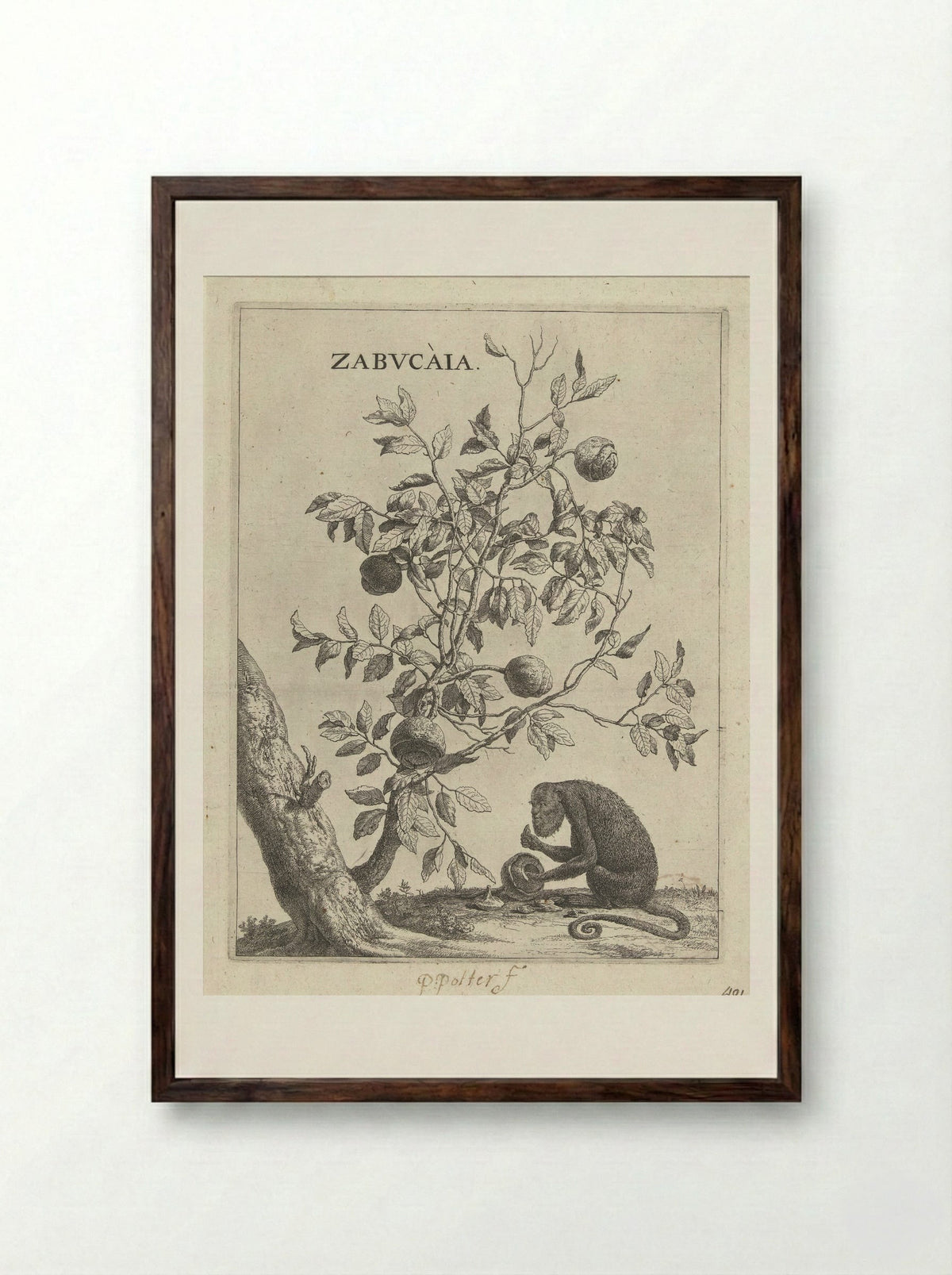 Zabucaiaboom en een aap - Paulus Potter - Framed Print Dark Wood