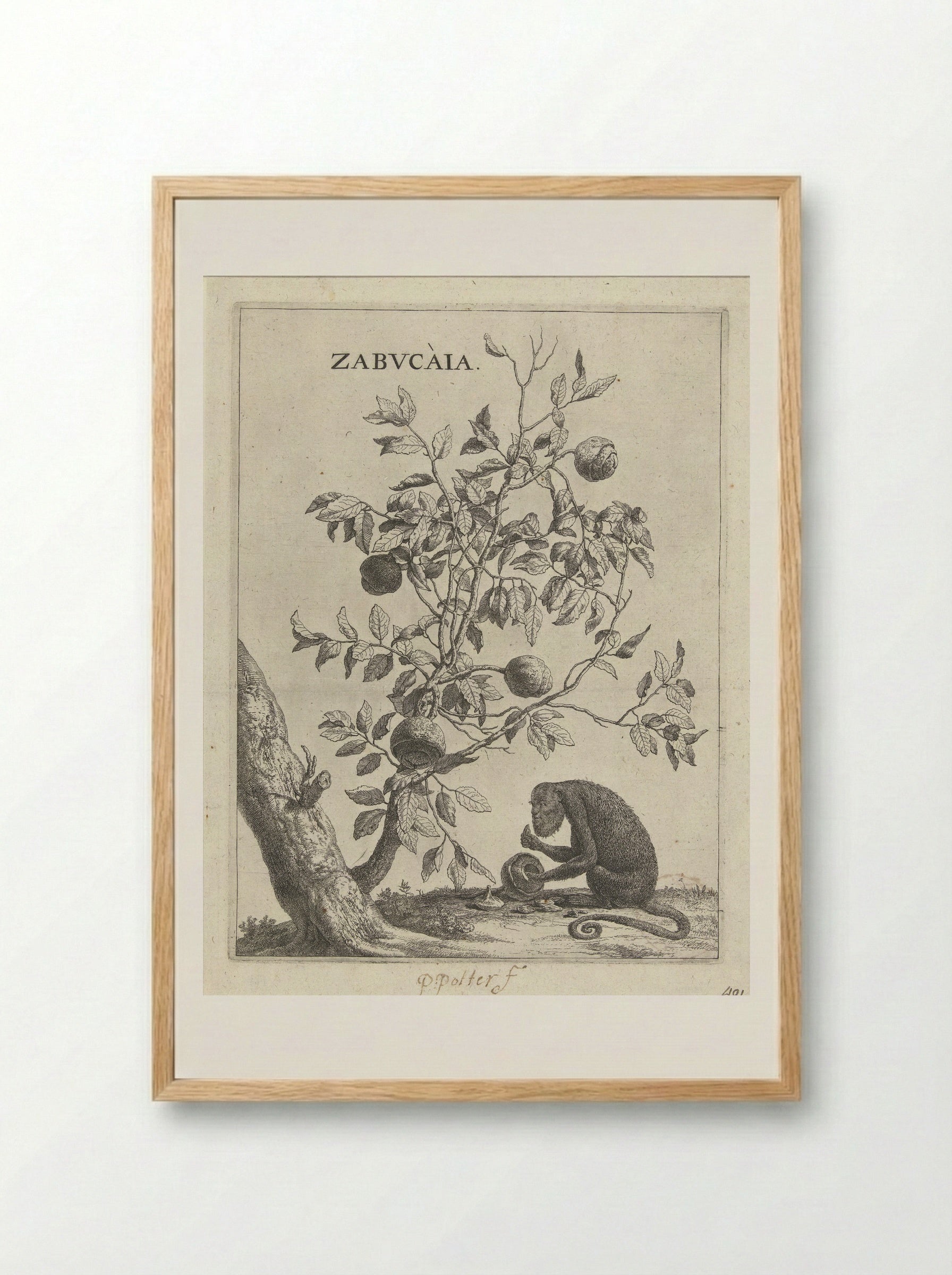 Zabucaiaboom en een aap - Paulus Potter - Framed Print Wood
