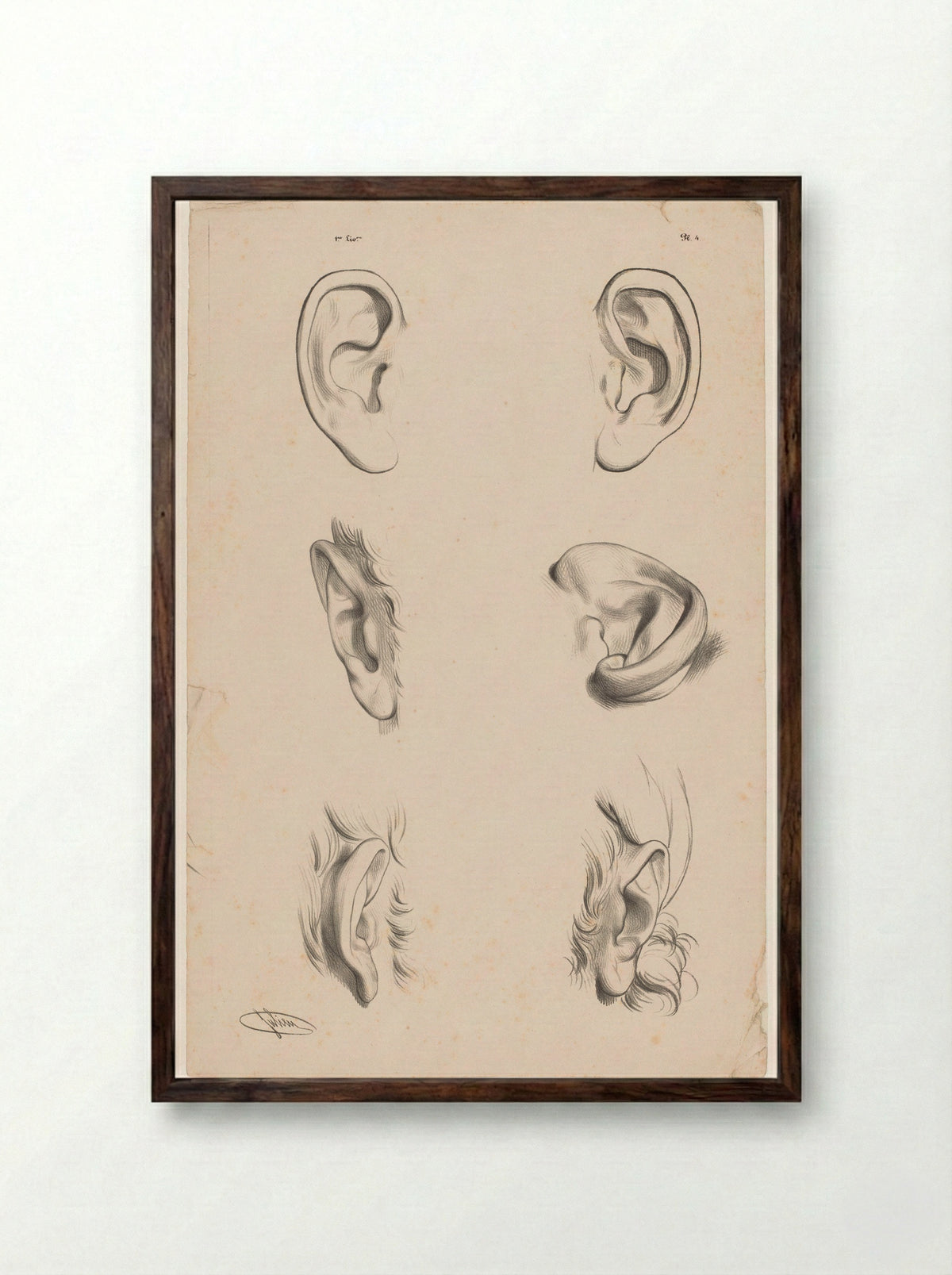 Zes studies van oren in verschillende tekenstadia - Aubert & Cie. - Framed Print Dark Wood