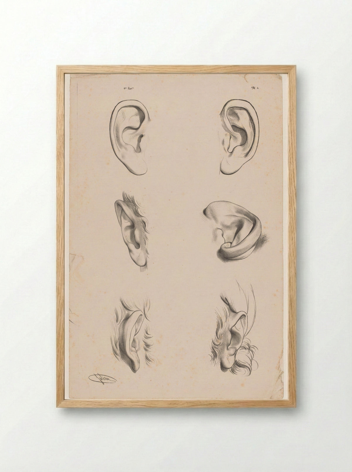 Zes studies van oren in verschillende tekenstadia - Aubert & Cie. - Framed Print Wood