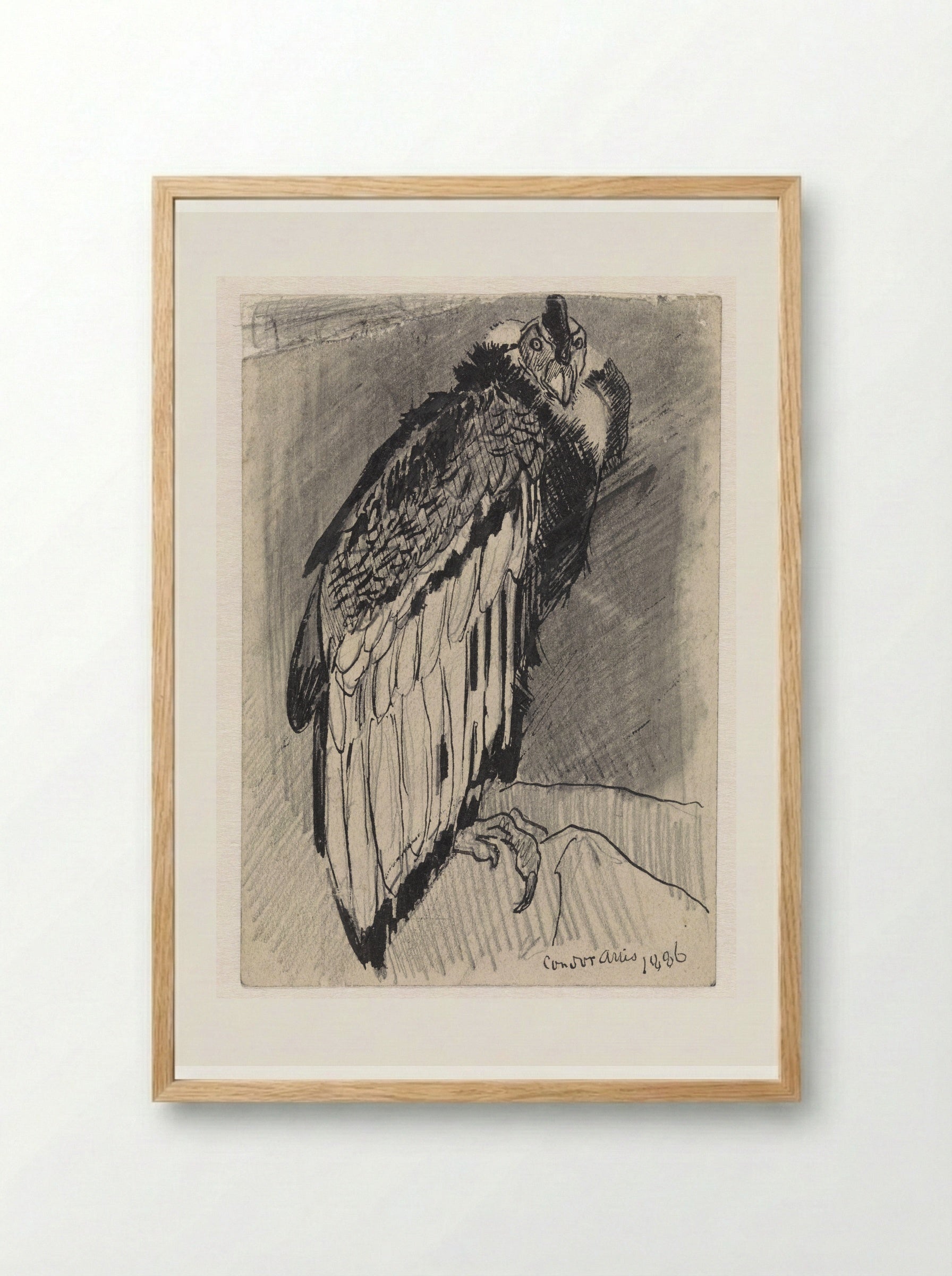 Zittende condor (Seated Condor) - Jan van Essen - Framed Print Wood