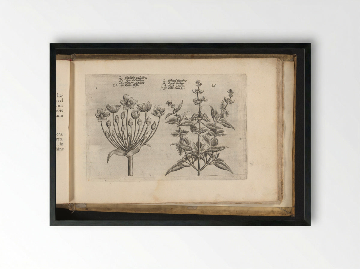 Zwanenbloem en kleinbloemige salie - Johannes Janssonius - Framed Print Black