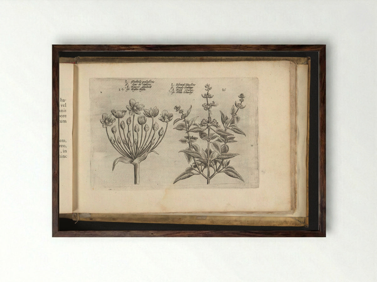 Zwanenbloem en kleinbloemige salie - Johannes Janssonius - Framed Print Dark Wood