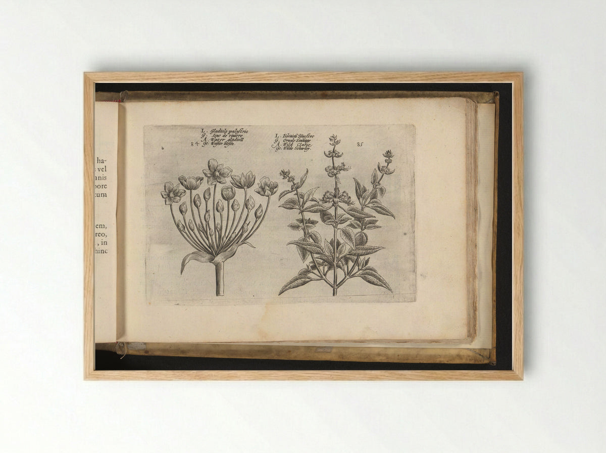 Zwanenbloem en kleinbloemige salie - Johannes Janssonius - Framed Print Wood