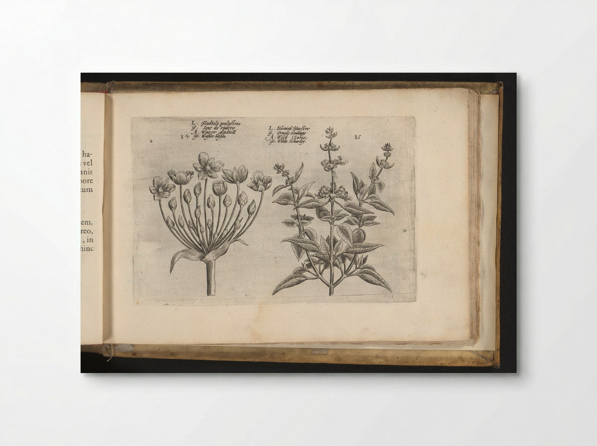 Zwanenbloem en kleinbloemige salie - Johannes Janssonius - Poster