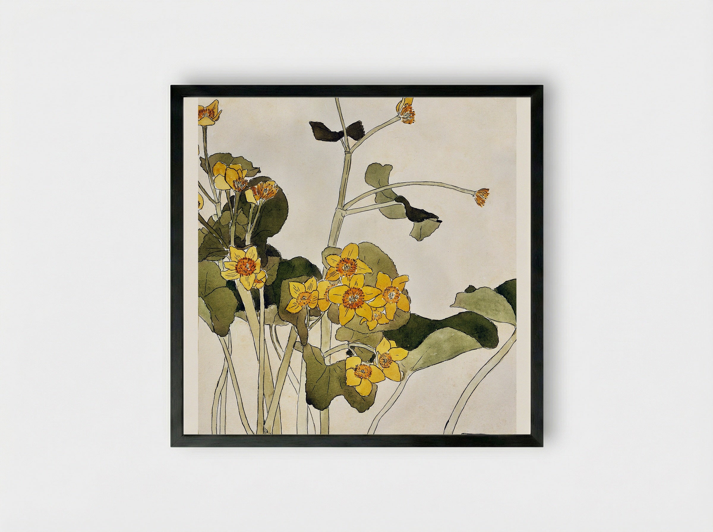 Marsh Marigold - Hannah Borger Overbeck - Framed Print Black