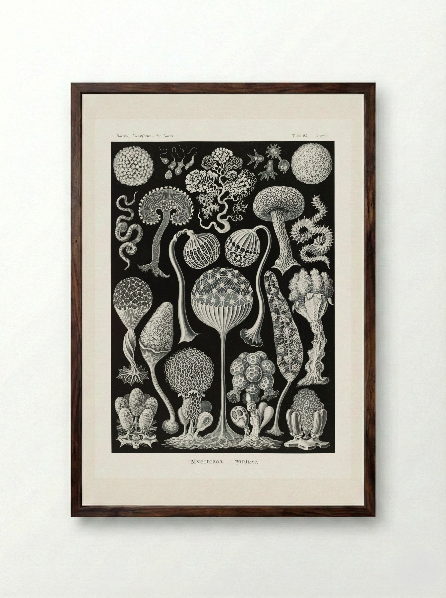 Mycetozoa-Pilztiere (1904) - Ernst Haeckel - Framed Print Dark Wood