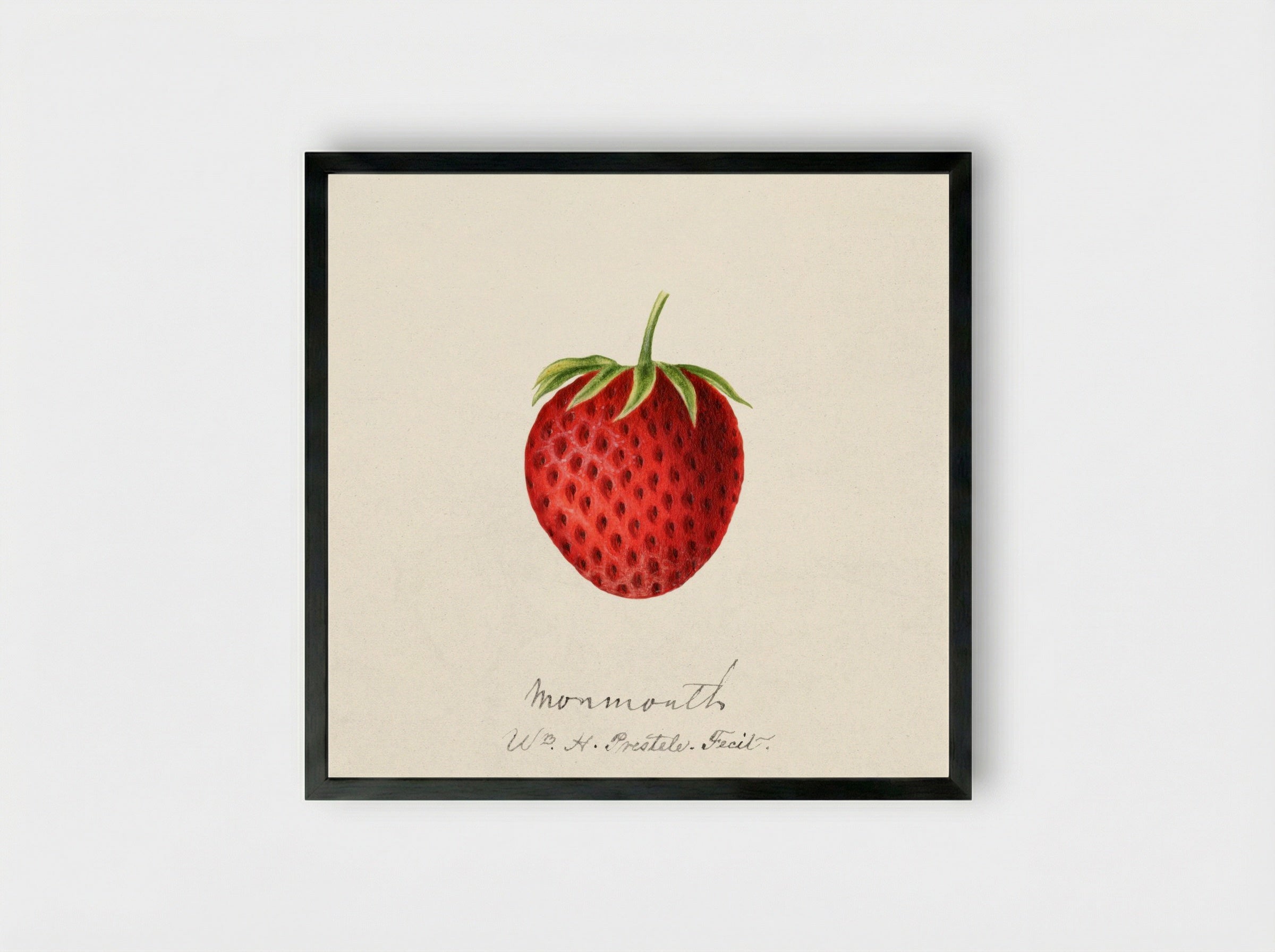 Strawberry (1891) - William Henry Prestele - Framed Print Black