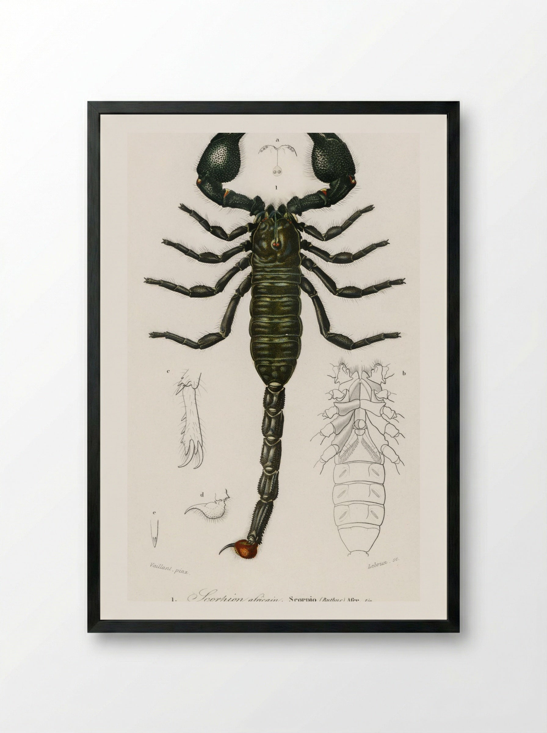 The Emperor Scorpion - Charles Dessalines D'Orbigny - Framed Print Black
