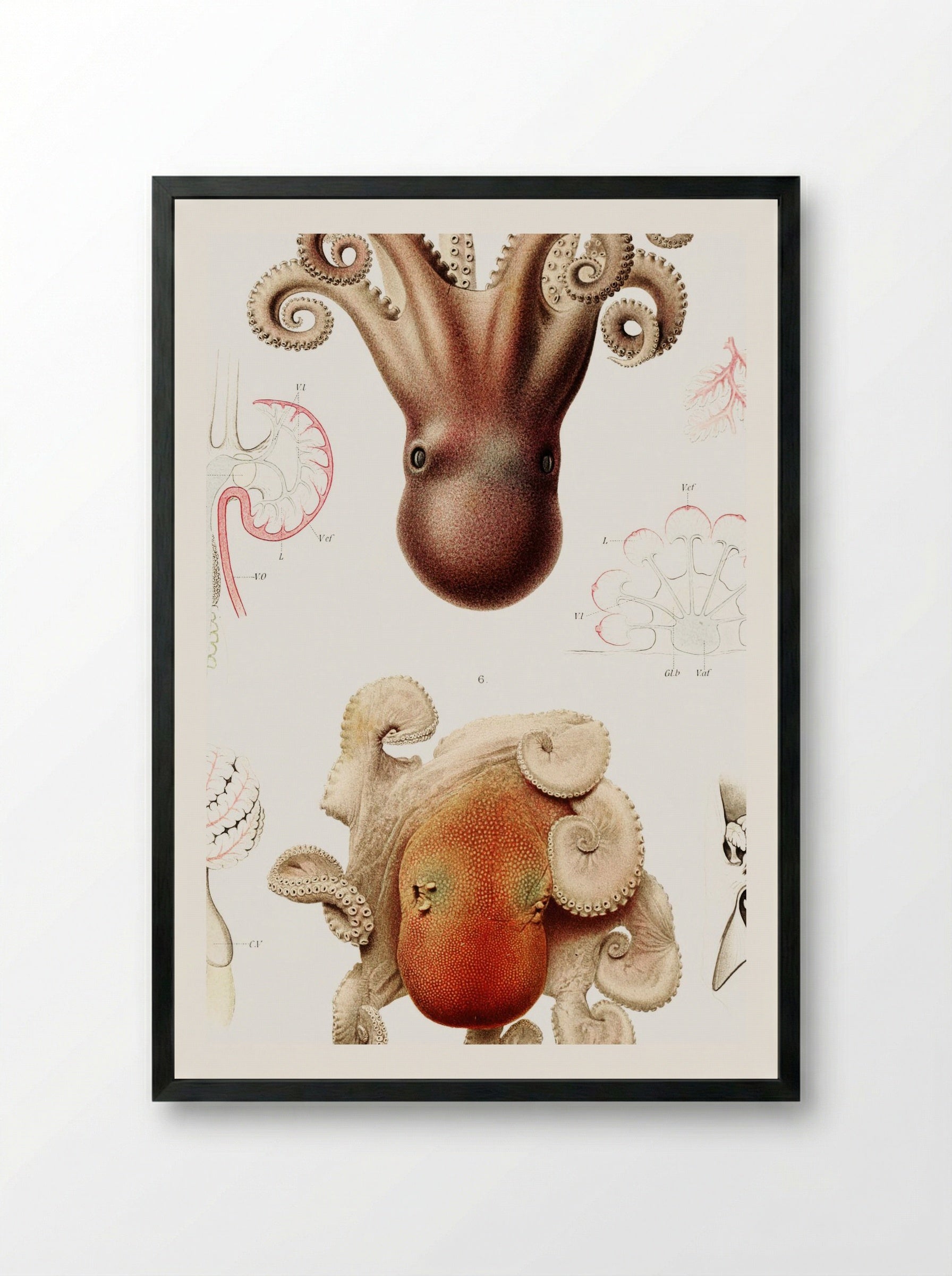 Squid Illustration - Albert I of Monaco - Framed Print Black