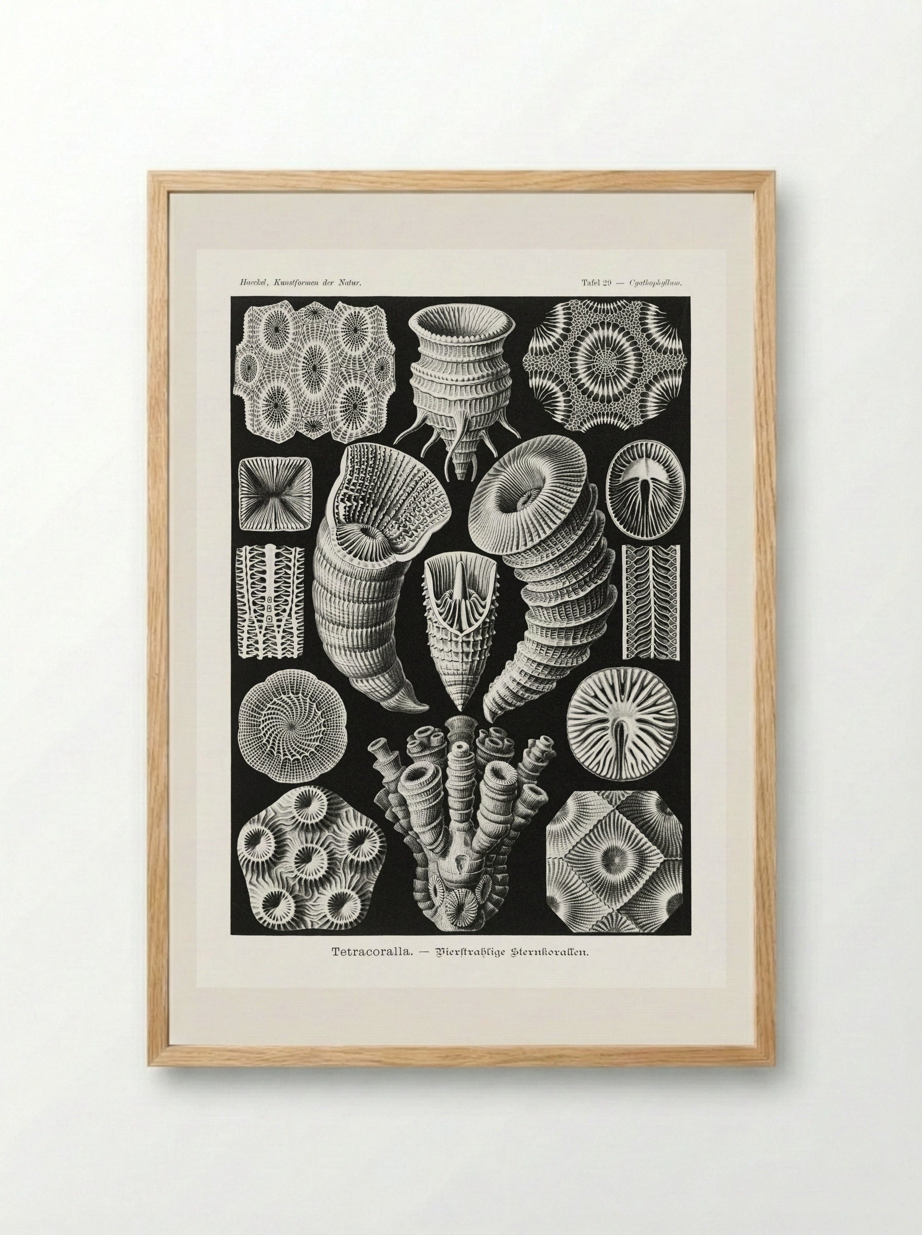 Tetracoralla-Bierstrahlige Sternkorallen (1904) - Ernst Haeckel - Framed Print Wood