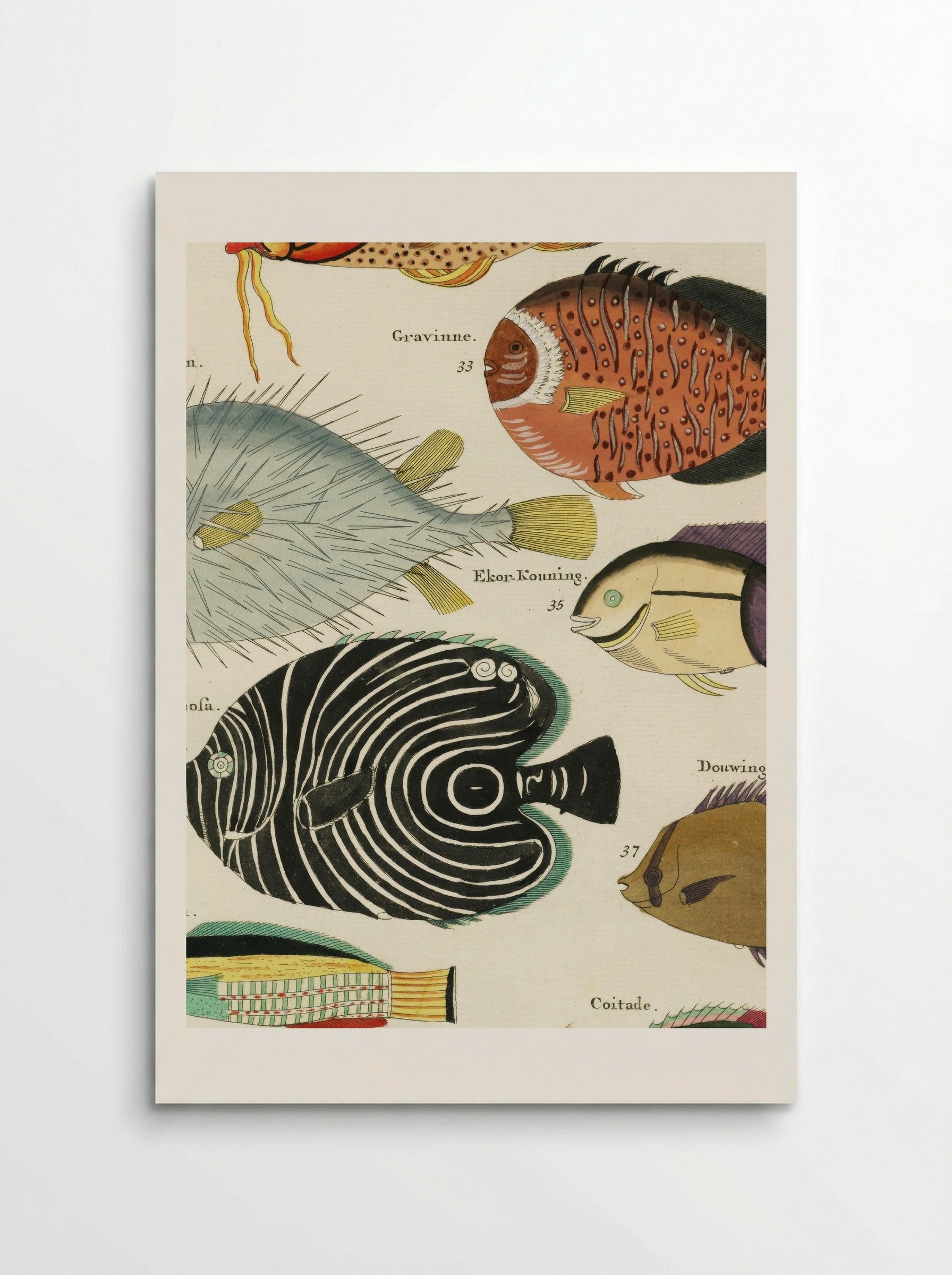 Colourful and Surreal Illustrations of Fishes - Louis Renard - Poster
