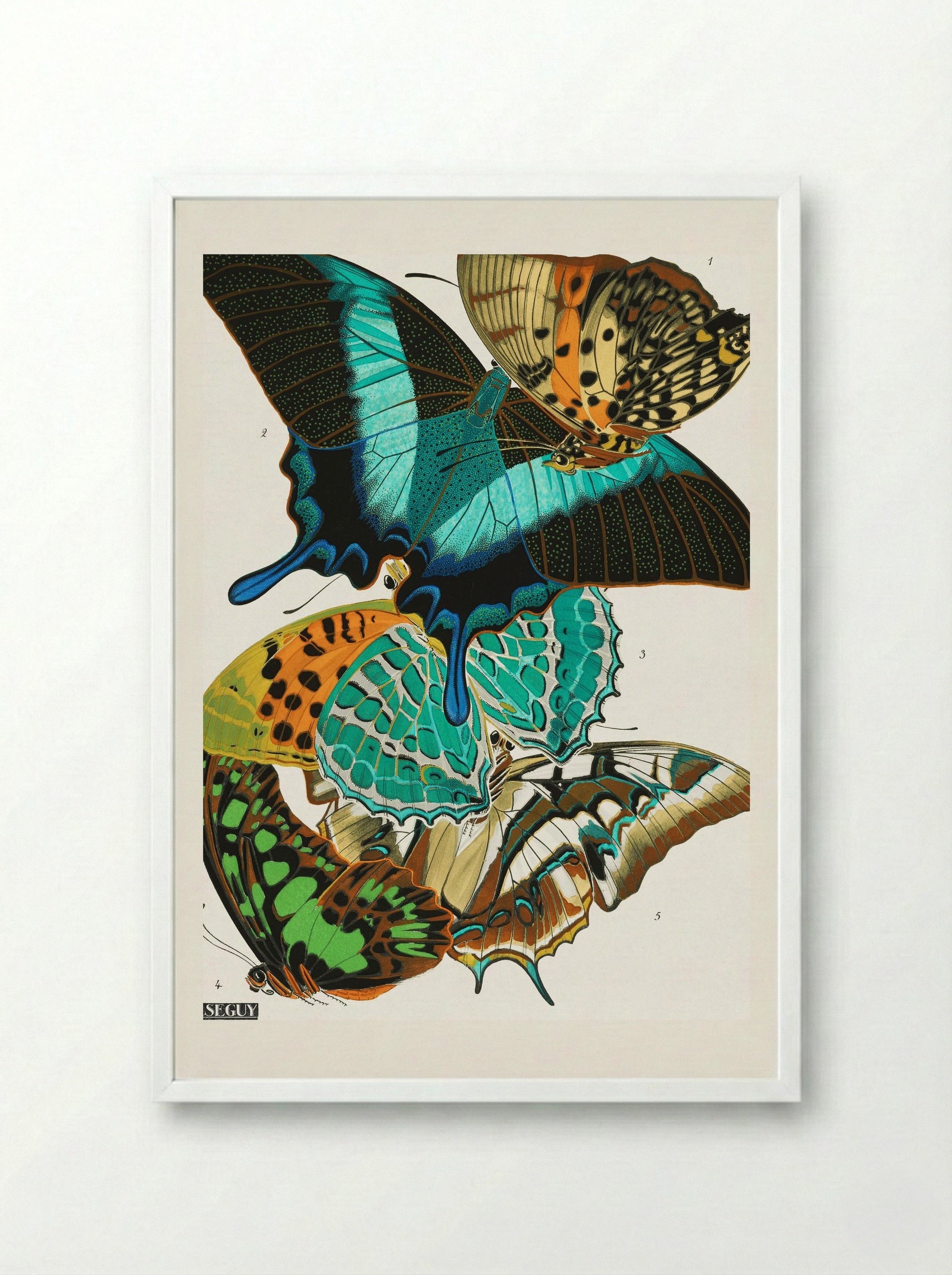 Butterflies (Plate 13) - Eugène Alain Séguy - Framed Print White