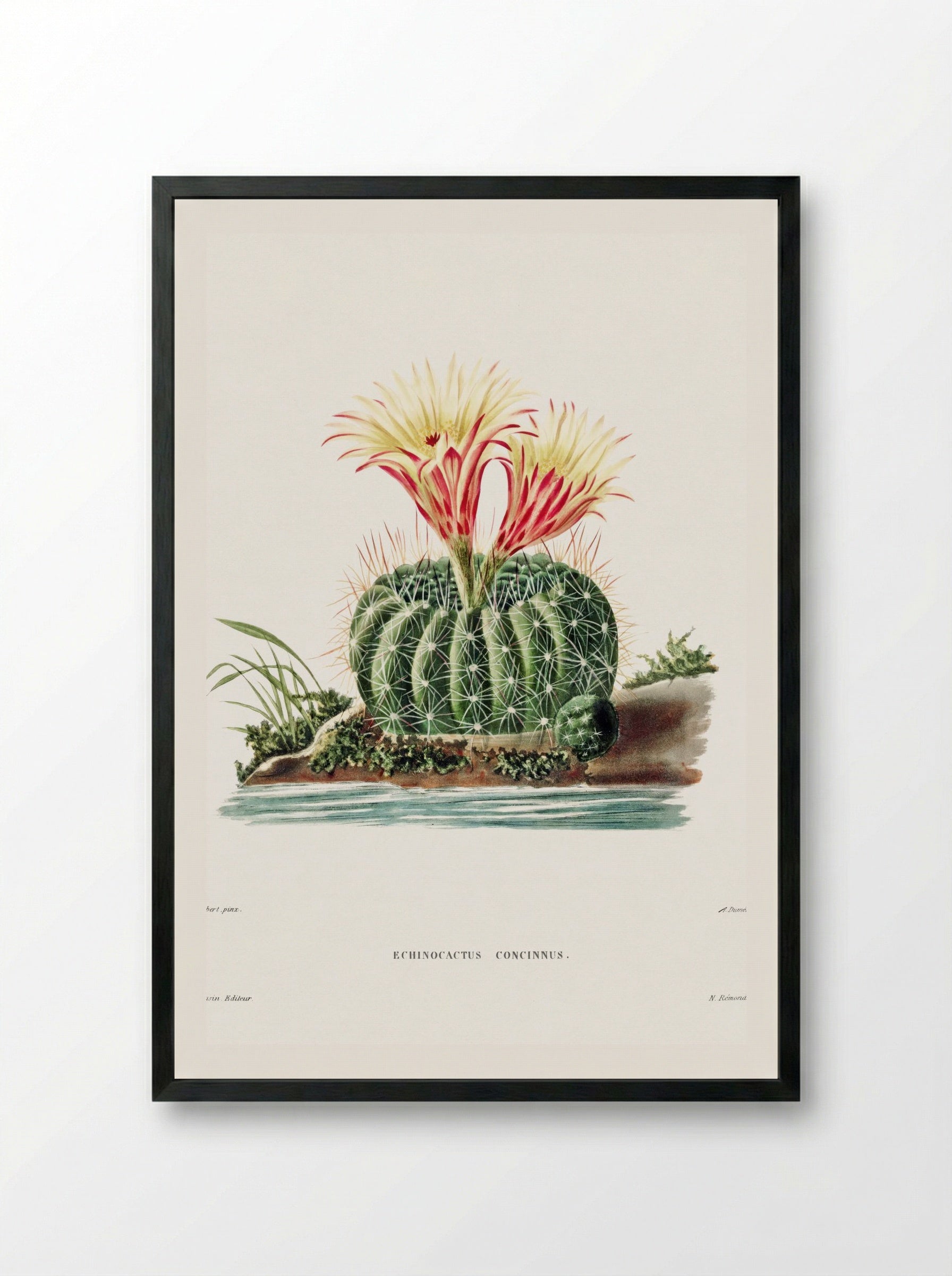 Rainbow Cactus (Echinocactus Pectiniferus) - Charles Antoine Lemaire - Framed Print Black