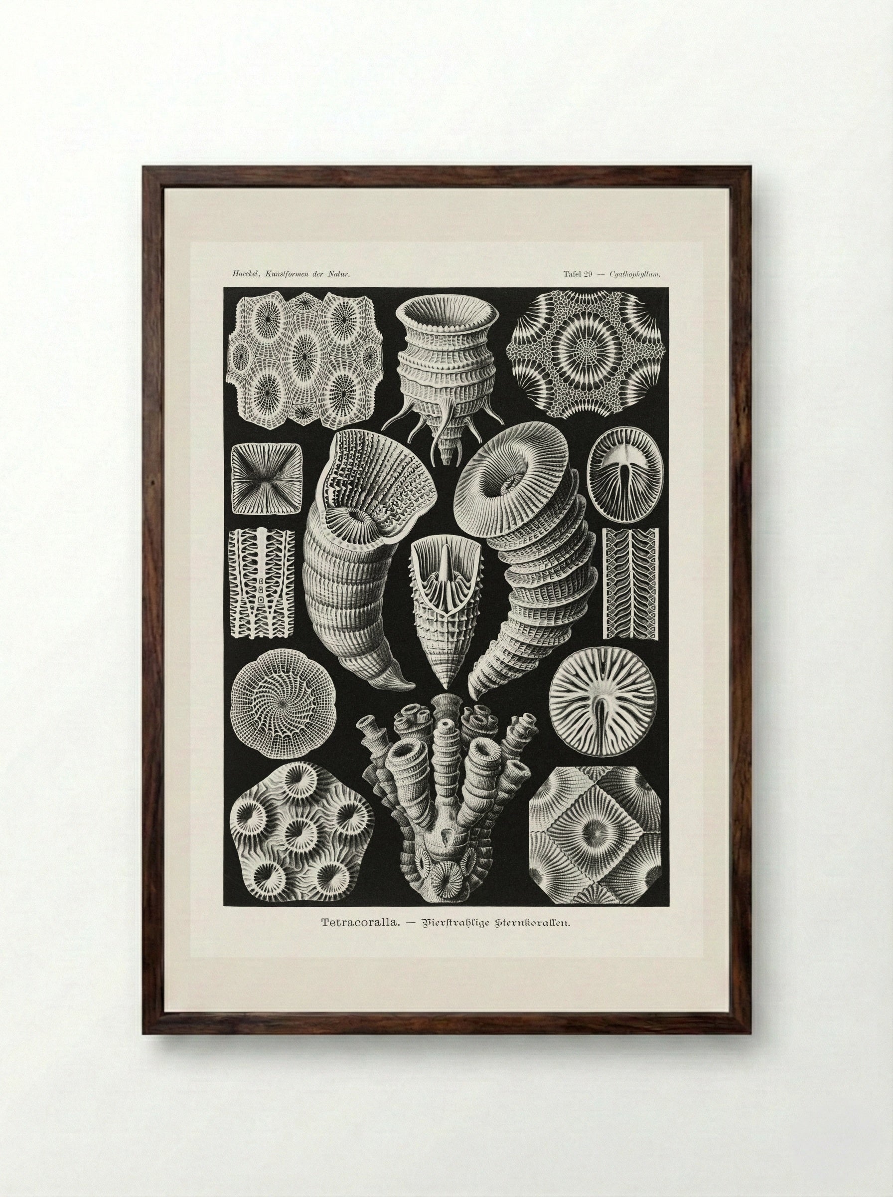 Tetracoralla-Bierstrahlige Sternkorallen (1904) - Ernst Haeckel - Framed Print Dark Wood