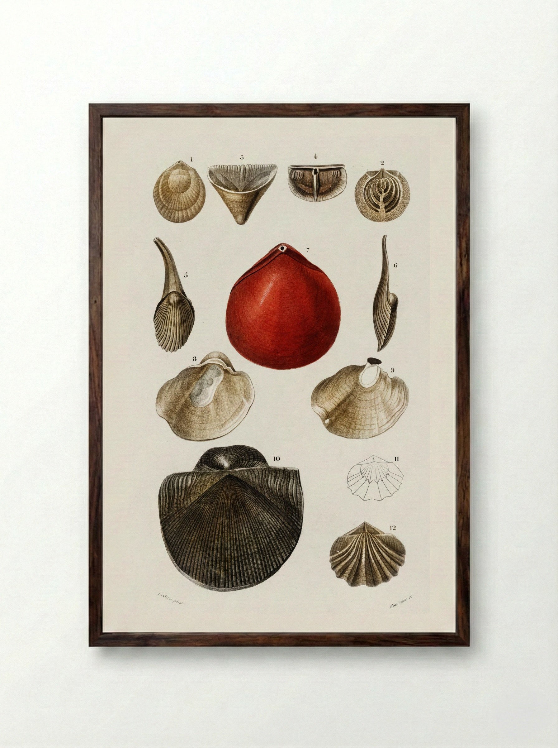 Different Types of Mollusks - Charles Dessalines D'Orbigny - Framed Print Dark Wood
