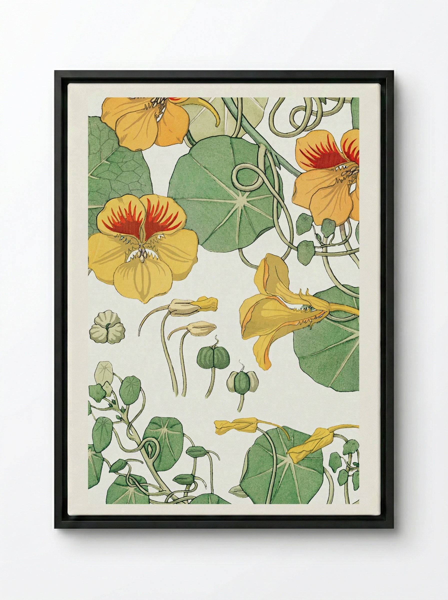 Capucine (Nasturtium) - Maurice Pillard Verneuil - Framed Canvas Black