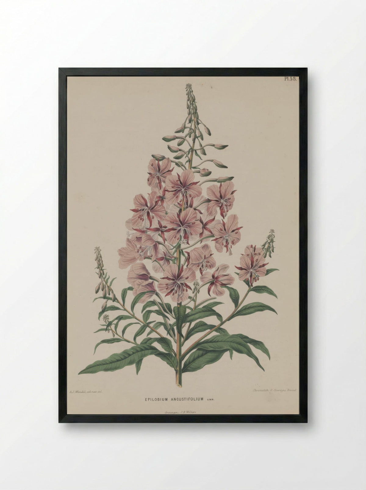Epilobium Angustifolium L. - A. J. Wendel - Framed Print Black
