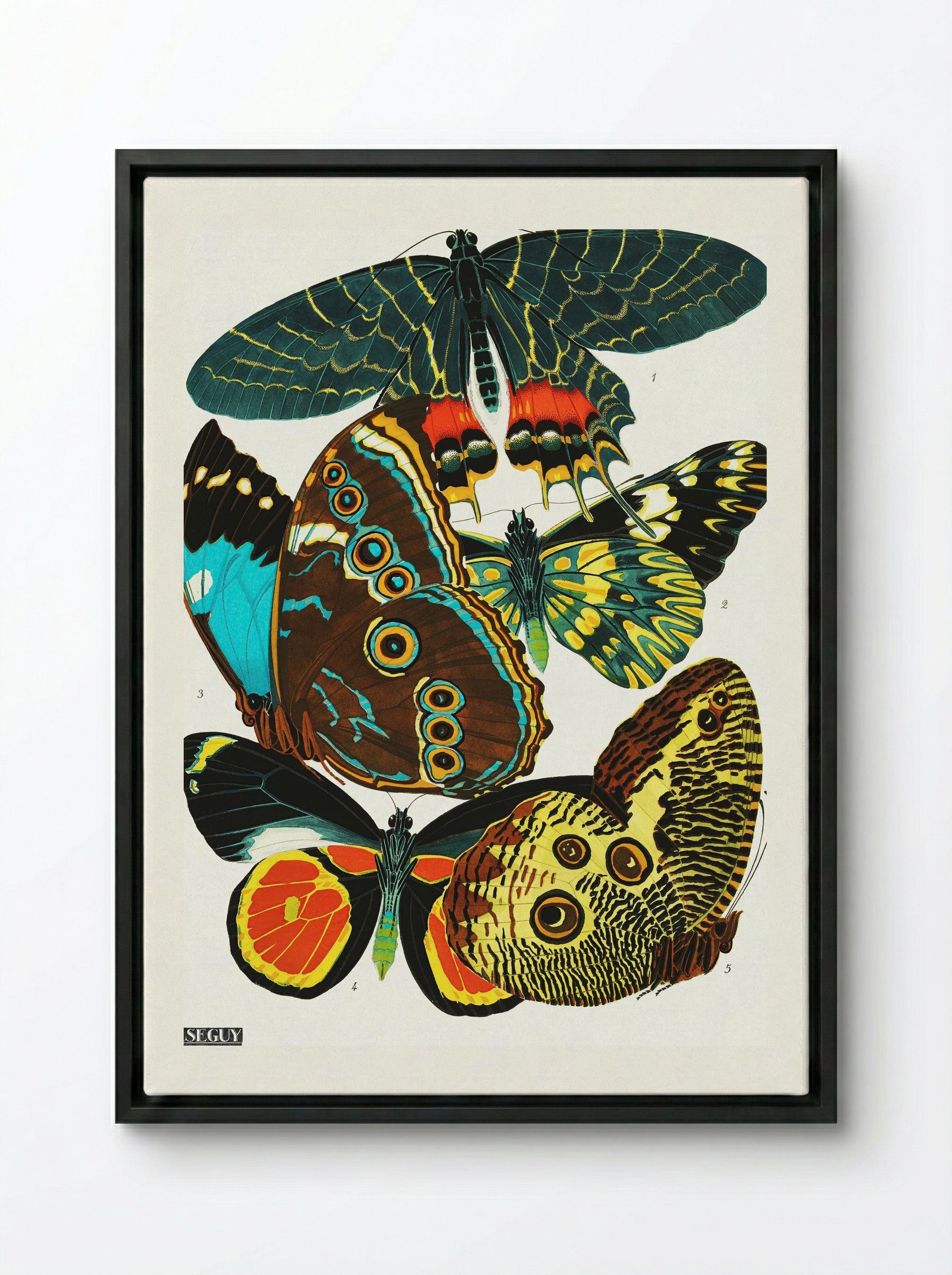 Butterflies (Plate 2) - Eugène Alain Séguy - Framed Canvas Black