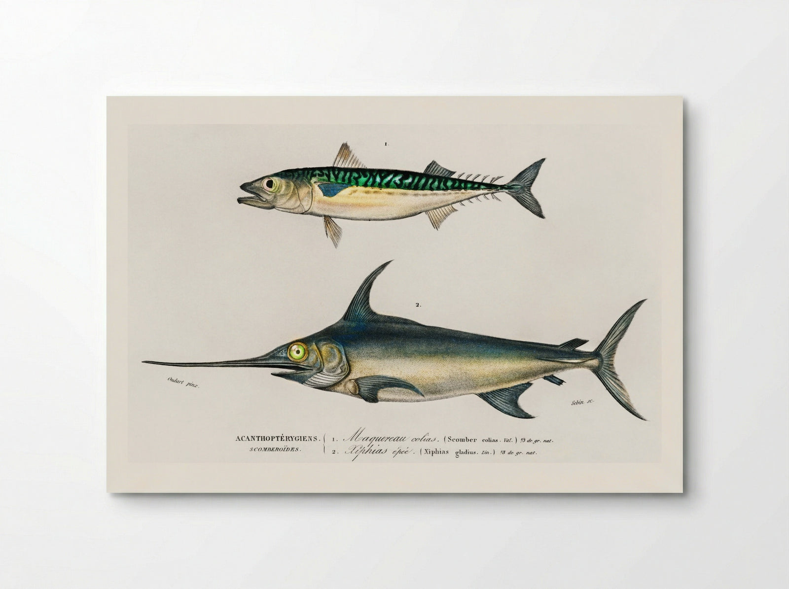 Different Types of Marine Life - Charles Dessalines D'Orbigny