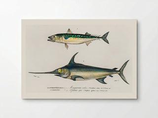 Different Types of Marine Life - Charles Dessalines D'Orbigny