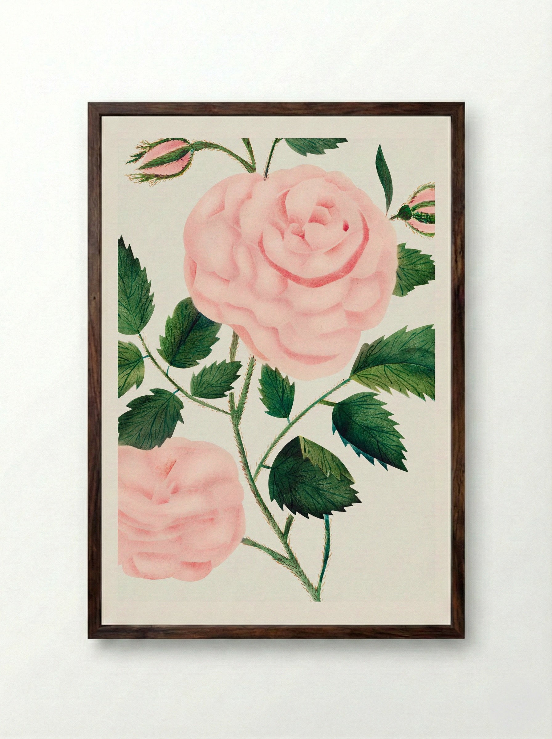 Damask Rose - Mary Altha Nims - Framed Print Dark Wood