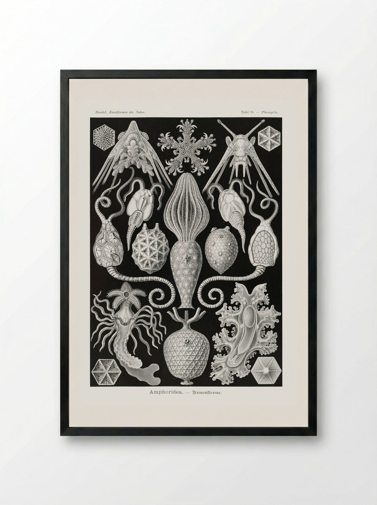 Amphoridea-Urnensterne (1904) - Ernst Haeckel - Framed Print Black