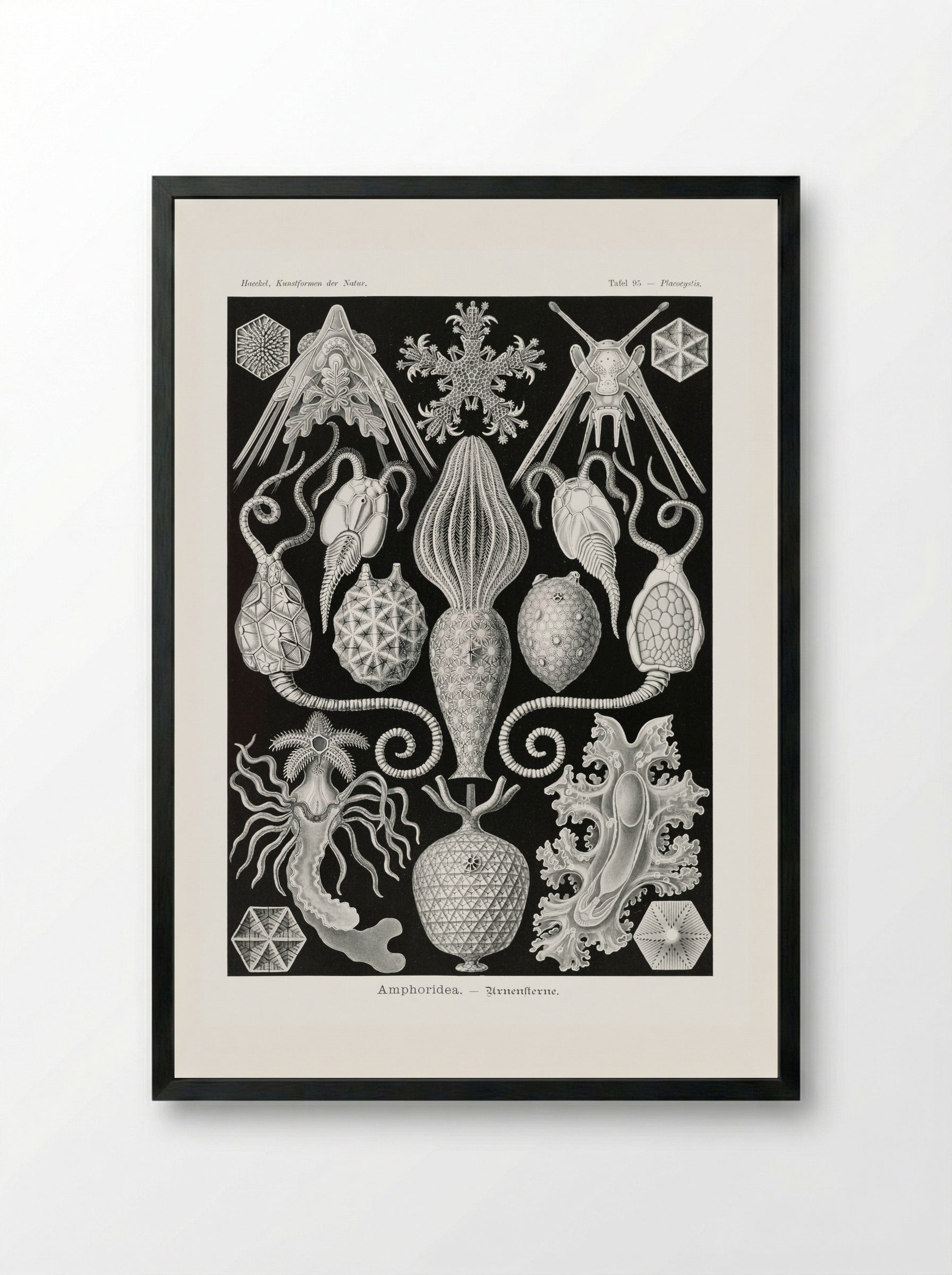 Amphoridea-Urnensterne (1904) - Ernst Haeckel - Framed Print Black
