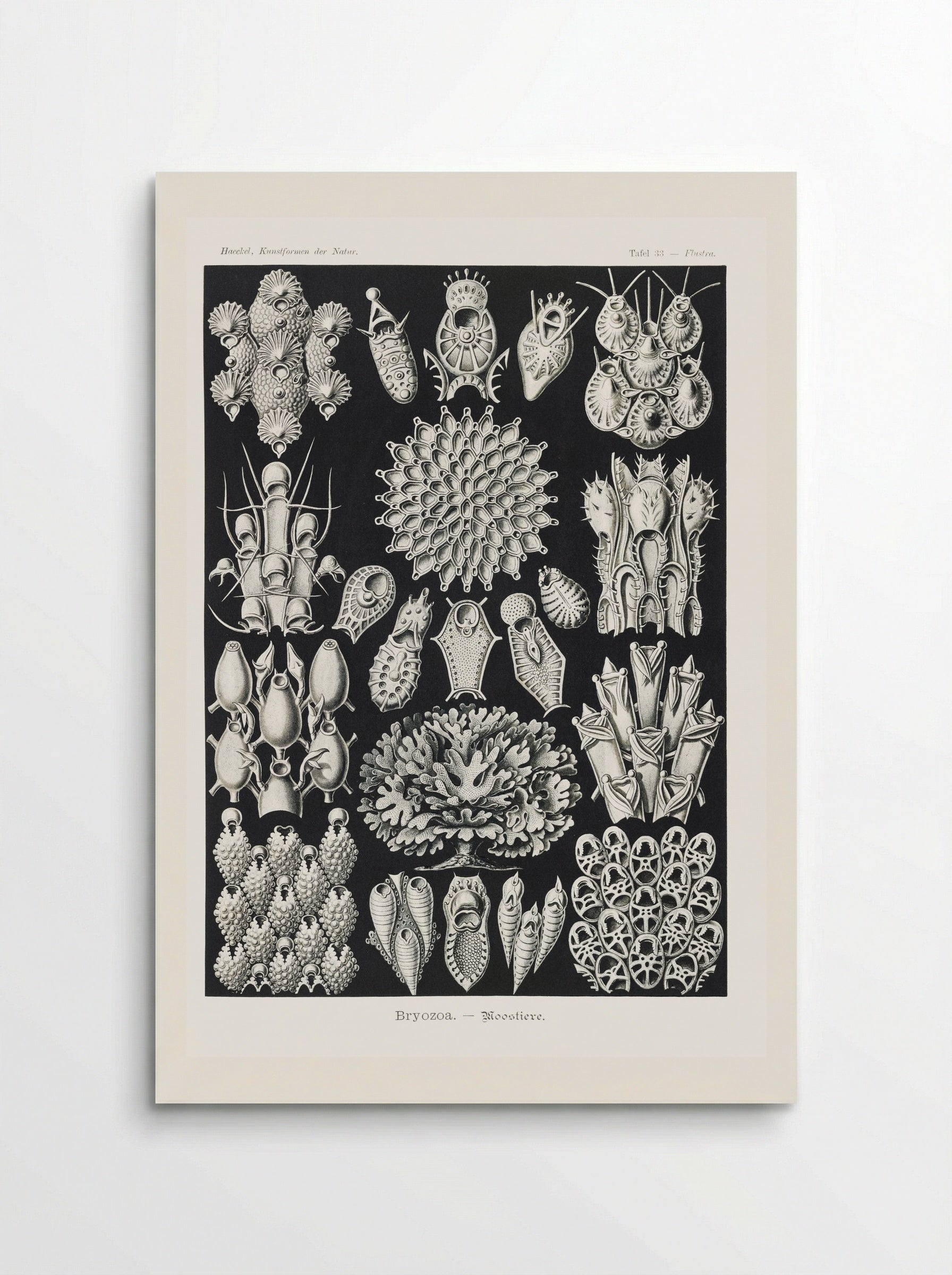 Bryozoa-Woostiere (1904) - Ernst Haeckel - Poster