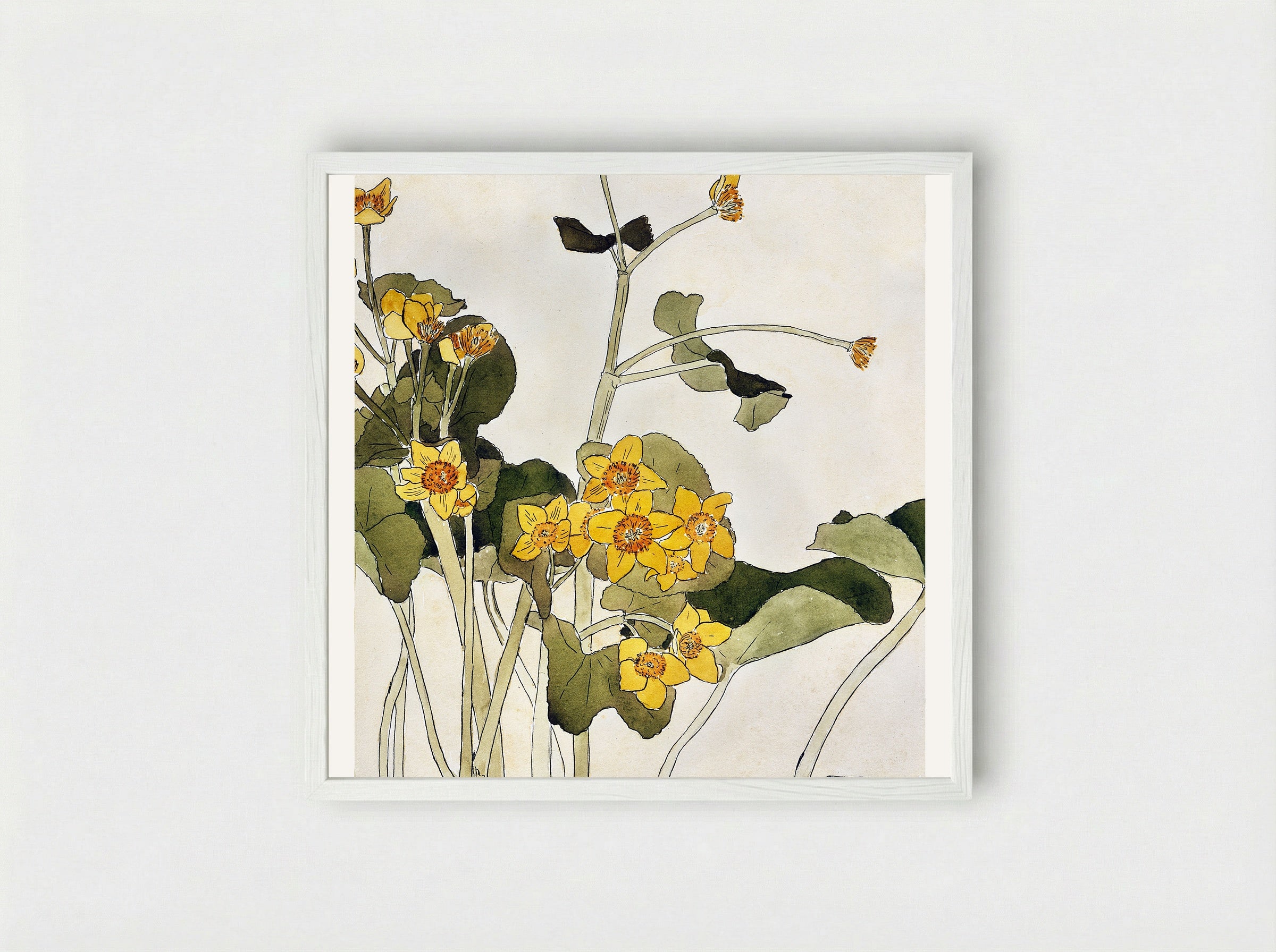 Marsh Marigold - Hannah Borger Overbeck - Framed Print White