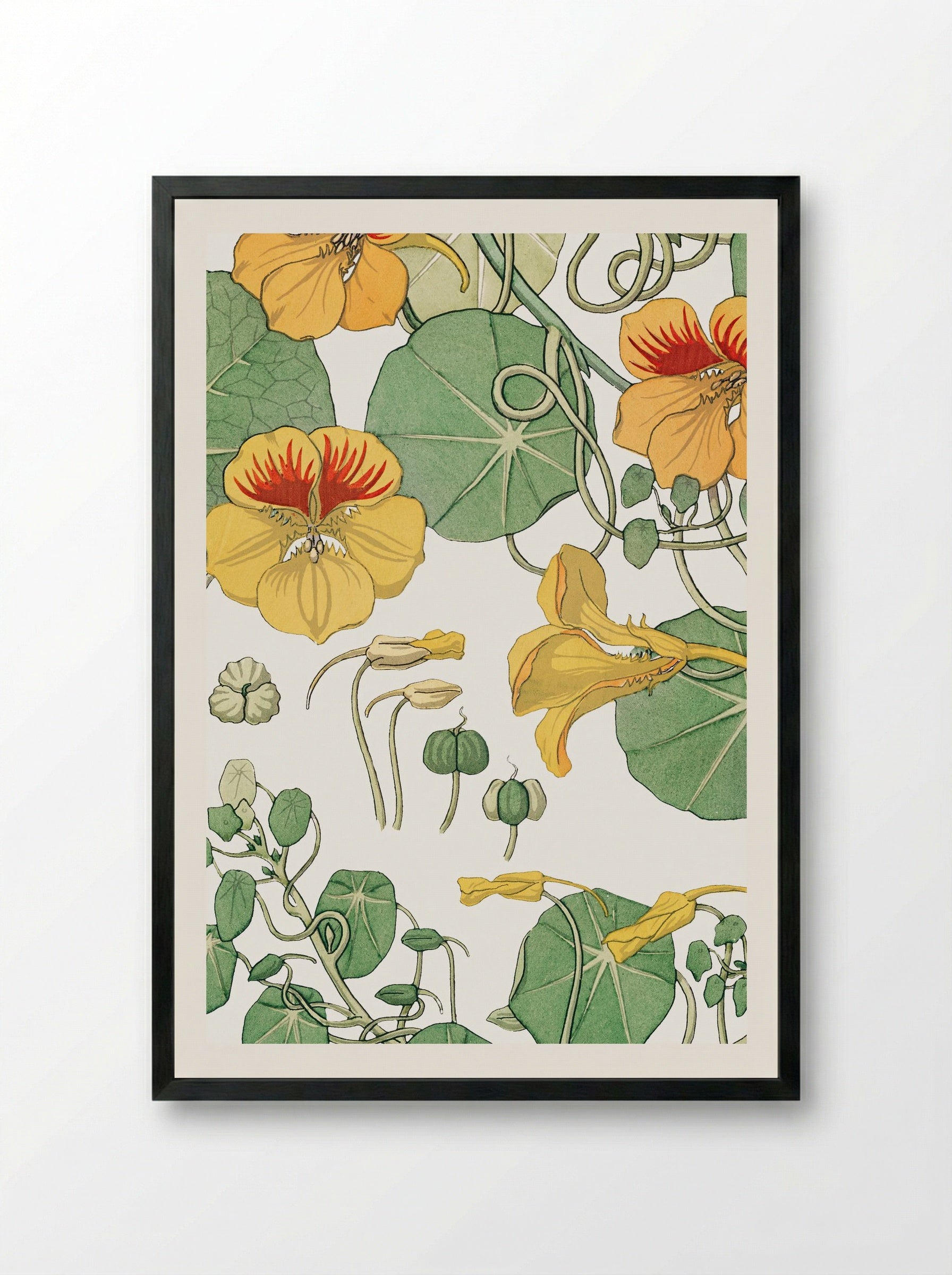 Capucine (Nasturtium) - Maurice Pillard Verneuil - Framed Print Black