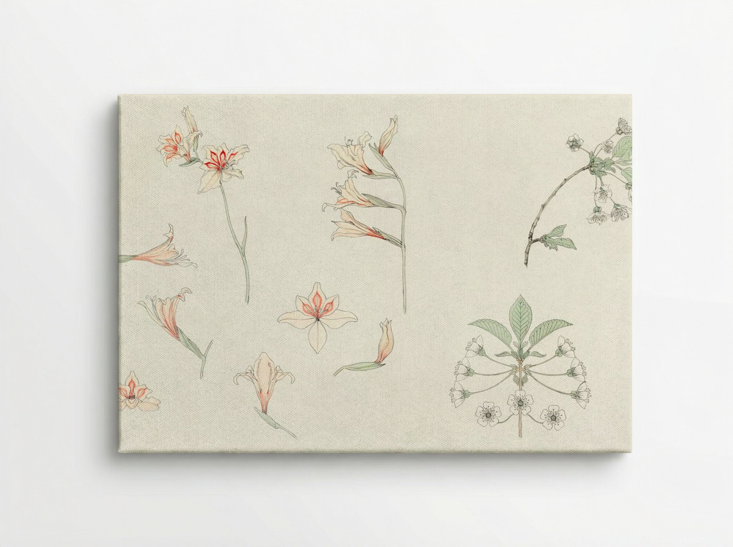 Study Sheet with Gladiolus and Apple Blossom - Julie de Graag - Canvas