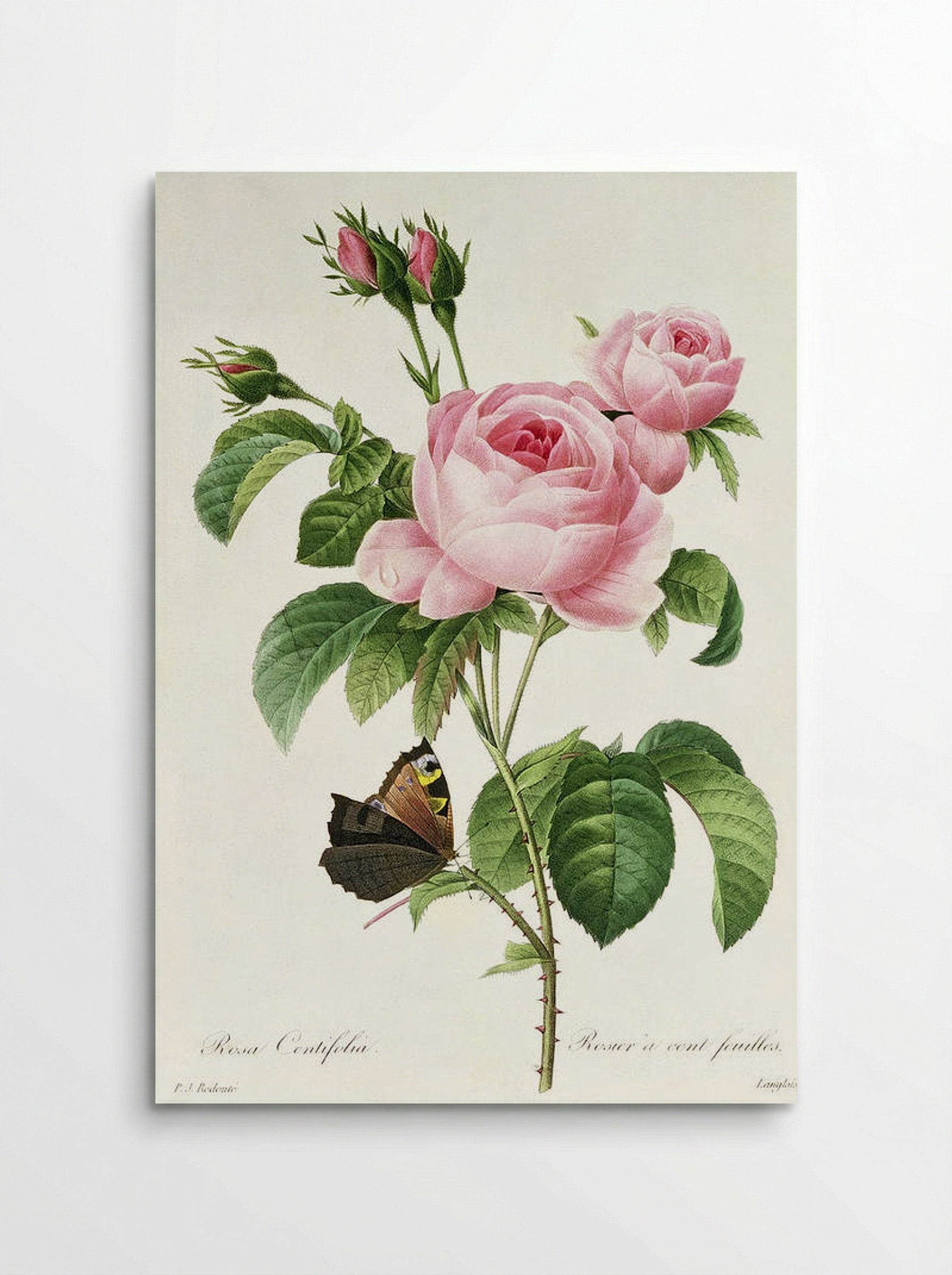 Rosa Centifolia - Pierre-Joseph Redouté - Poster