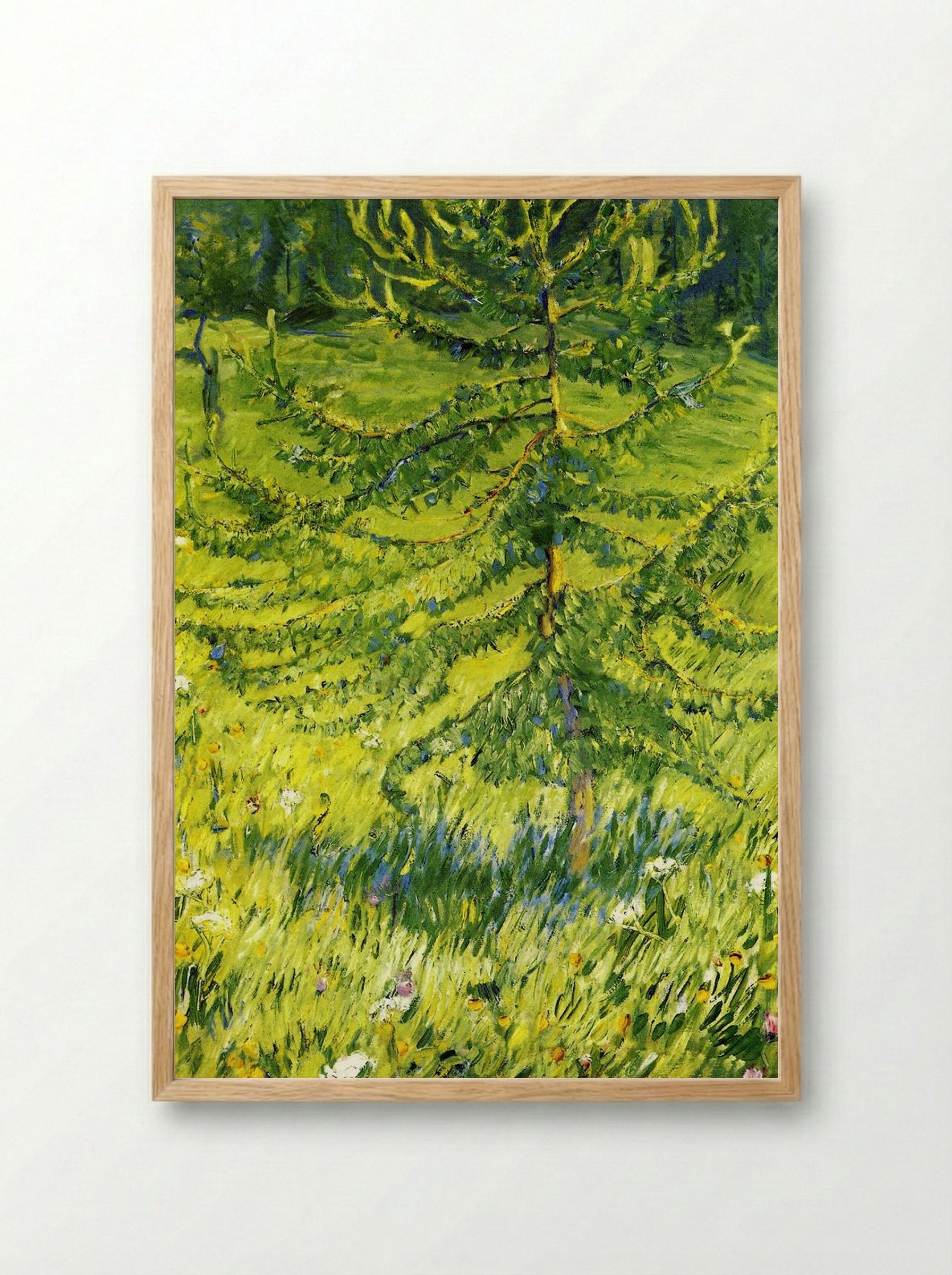 Larch Sapling - Konstantin Korovin - Framed Print Wood