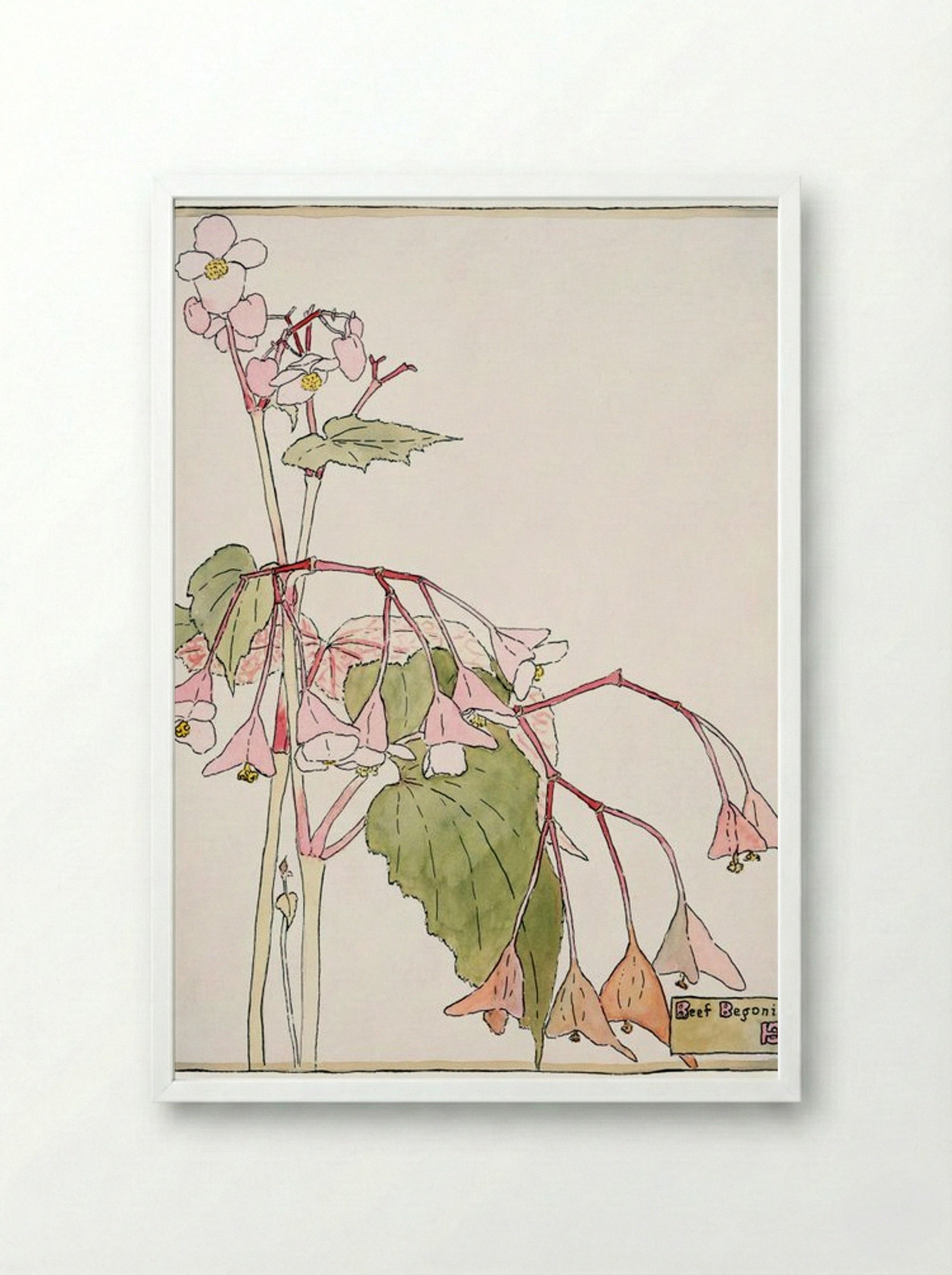 Beef Begonia - Hannah Borger Overbeck - Framed Print White