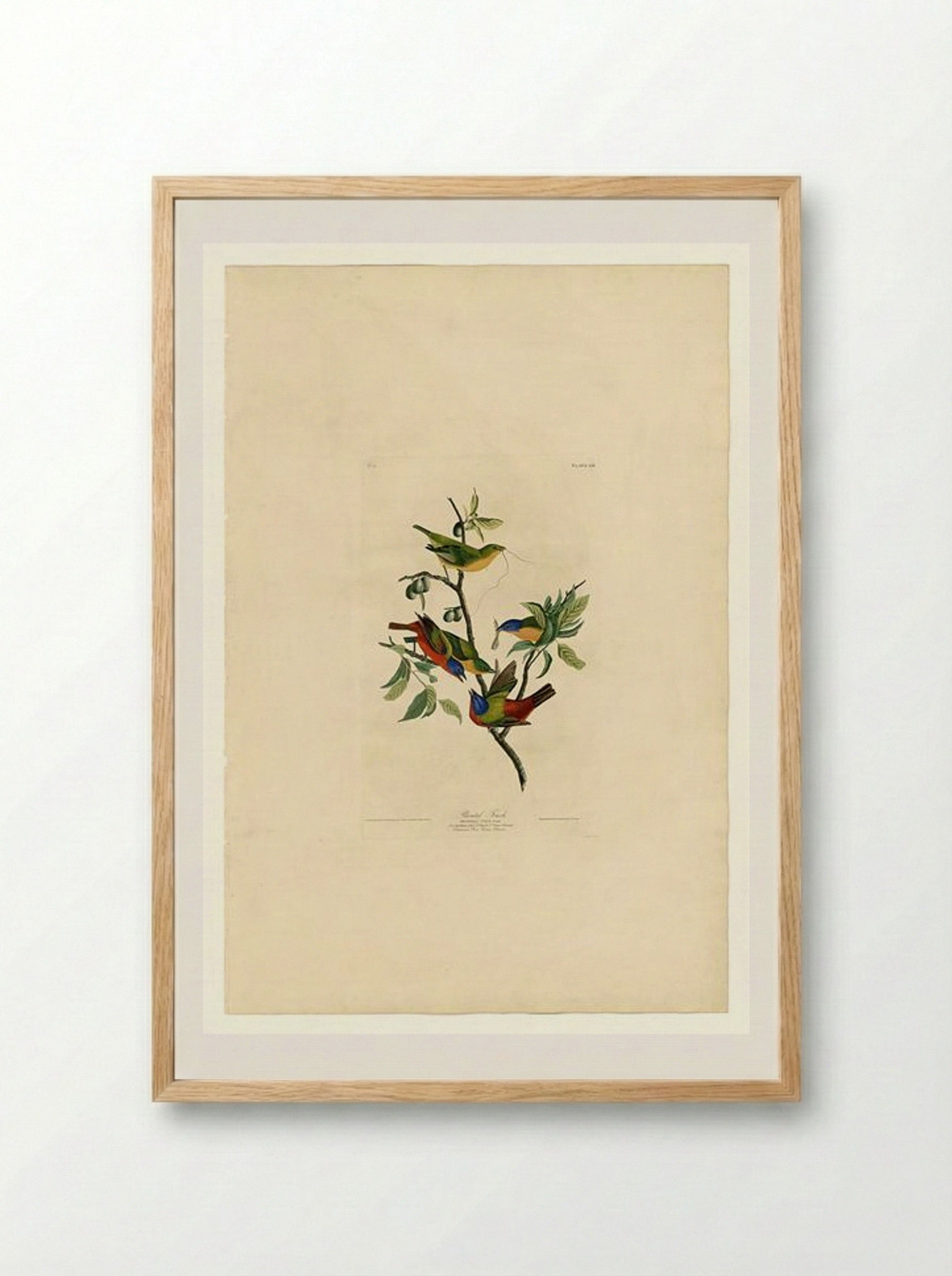 Plate 53. Painted Finch - John James Audubon - Framed Print Wood