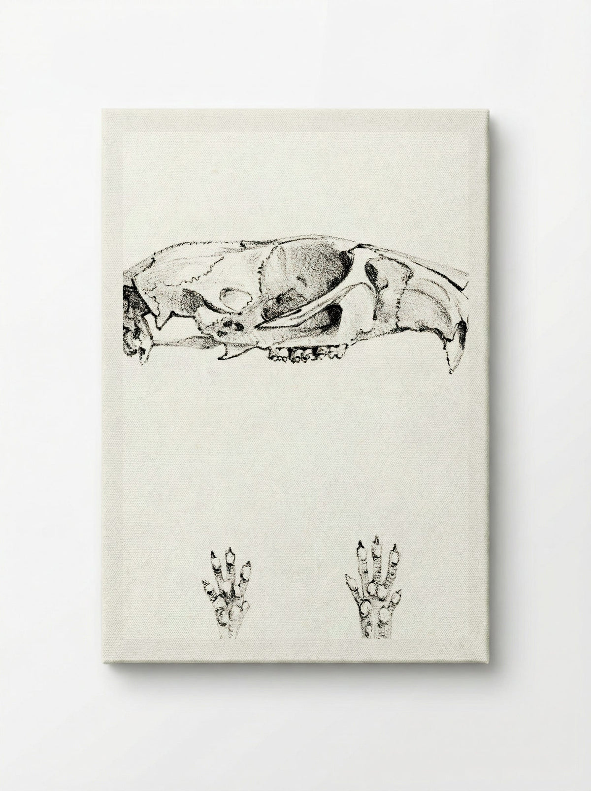 Knaagdierschedels (Rodent Skulls) - Theo van Hoytema - Canvas