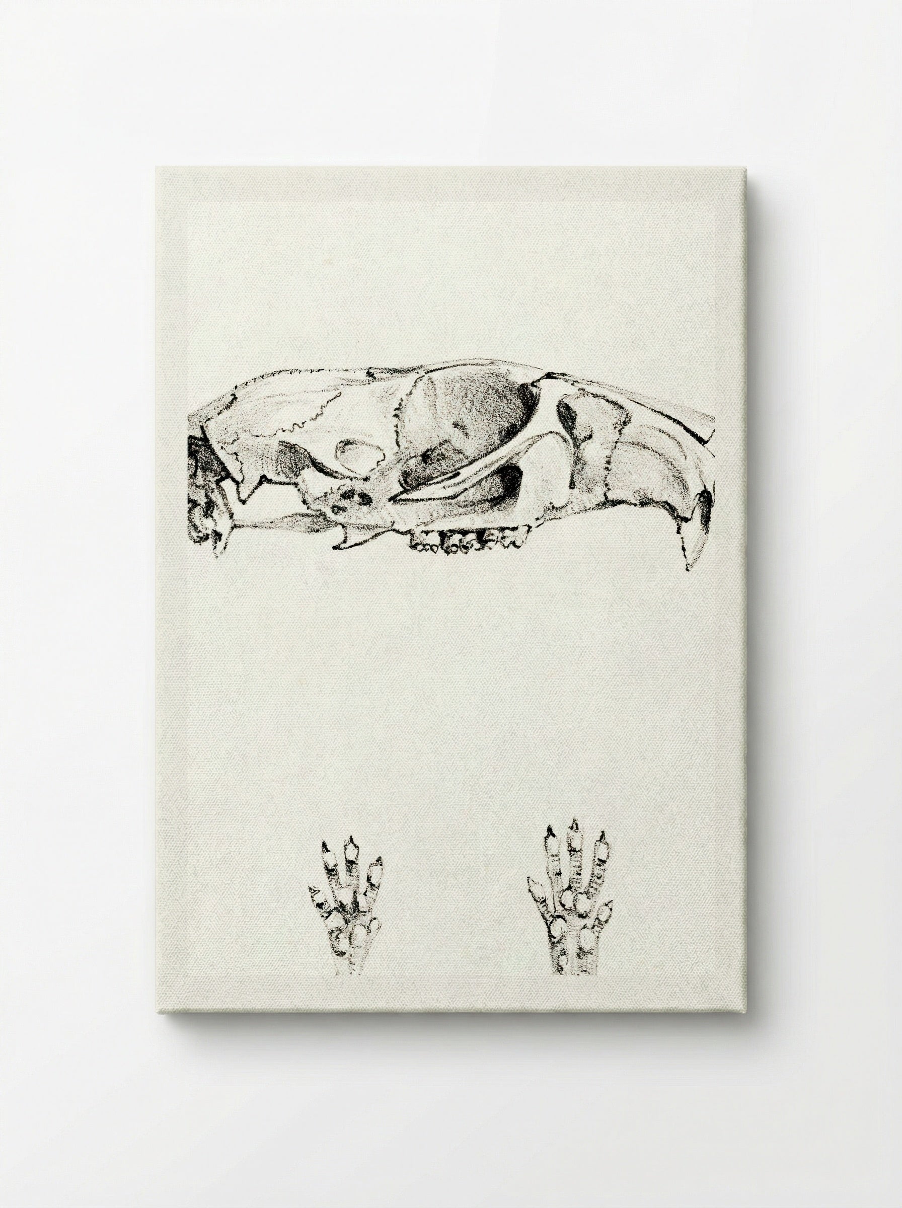 Knaagdierschedels (Rodent Skulls) - Theo van Hoytema - Canvas