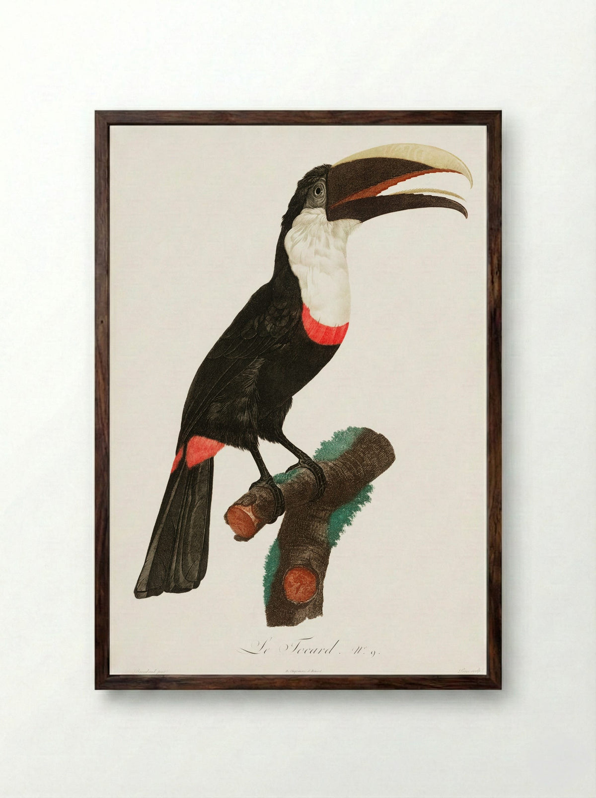 Toco Toucan - Jacques Barraband - Framed Print Dark Wood