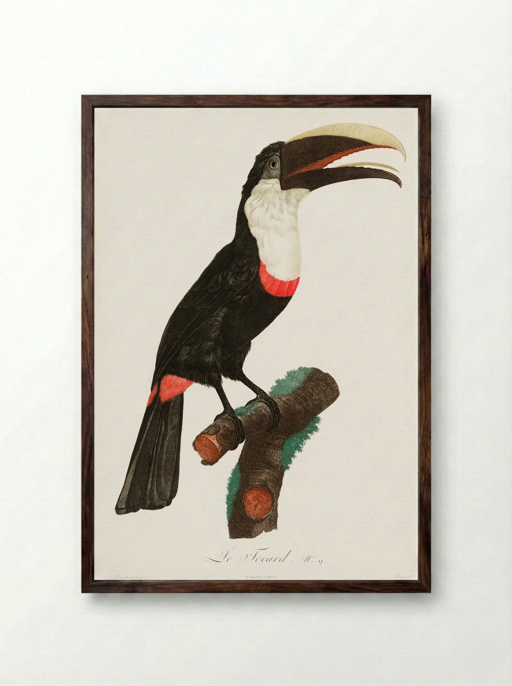 Toco Toucan - Jacques Barraband - Framed Print Dark Wood