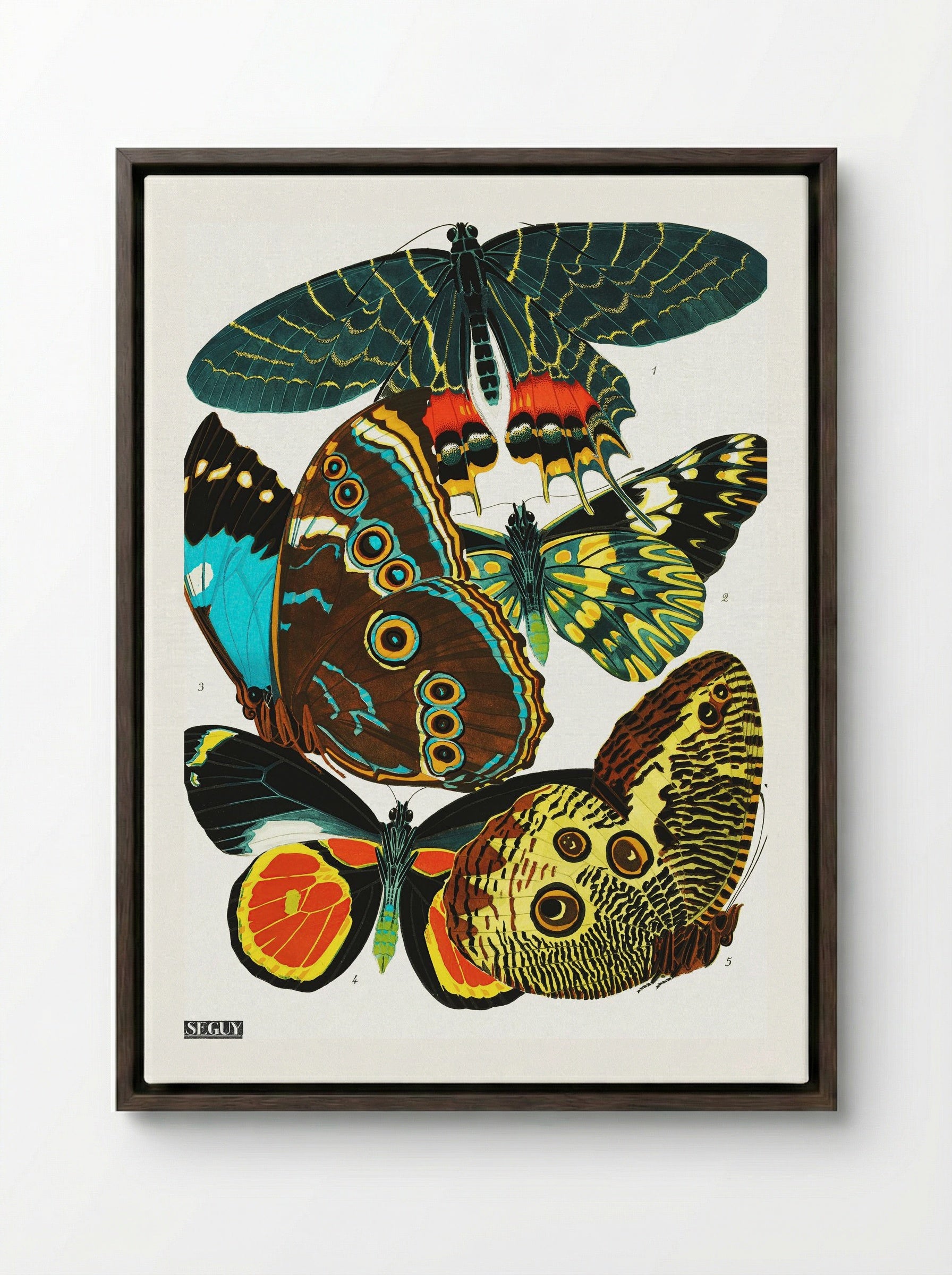 Butterflies (Plate 2) - Eugène Alain Séguy - Framed Canvas Dark Wood