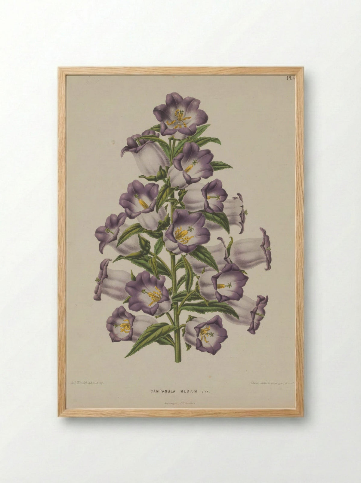 Campanula Medium L. - A. J. Wendel - Framed Print Wood