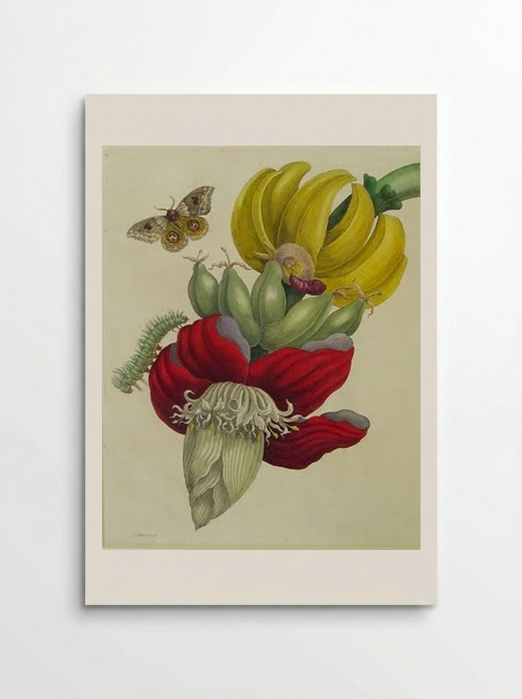 Inflorescence of Banana - Maria Sibylla Merian - Poster