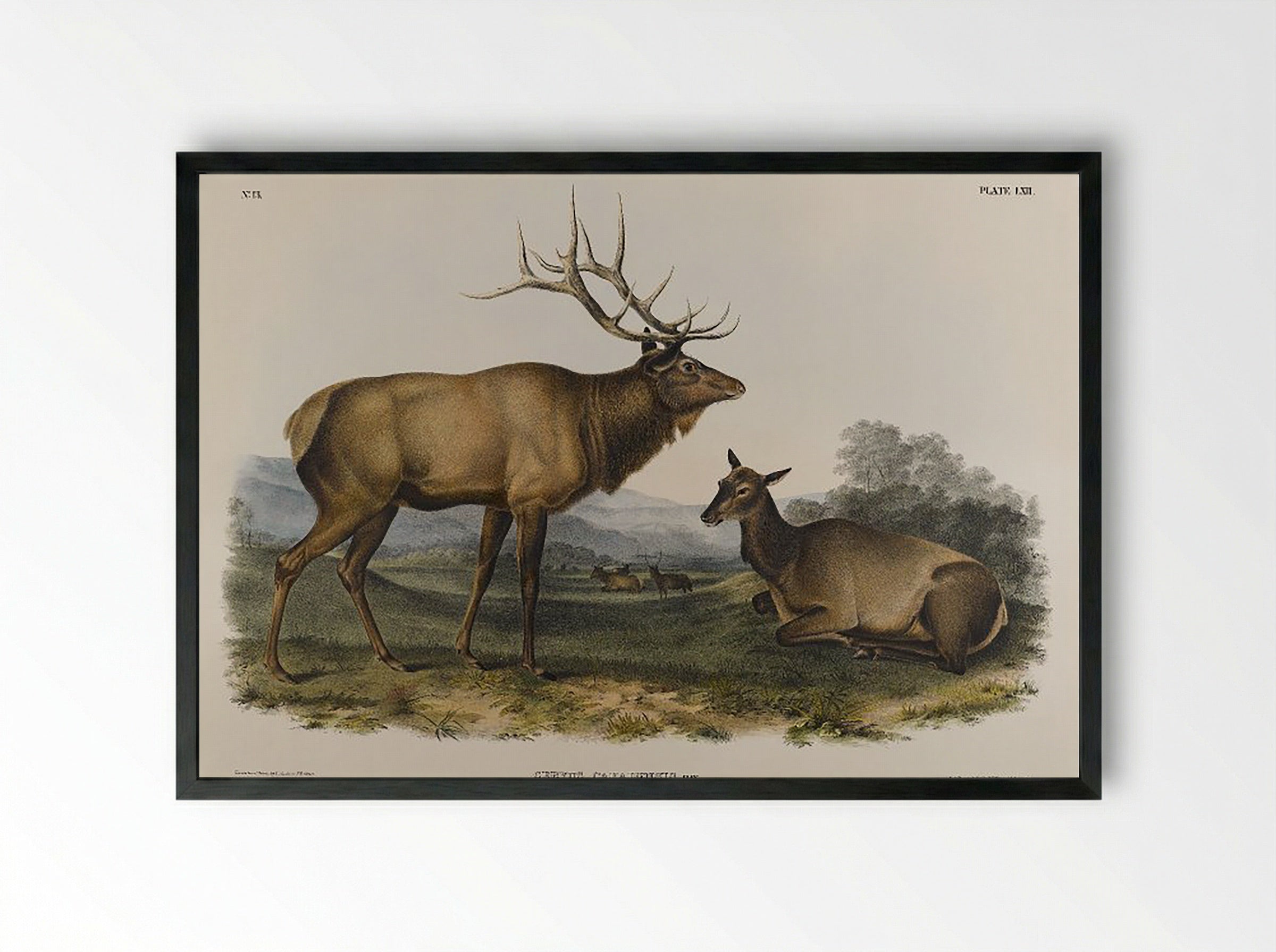 American Elk (Cervus Canadensis, Ray) - John James Audubon - Framed Print Black