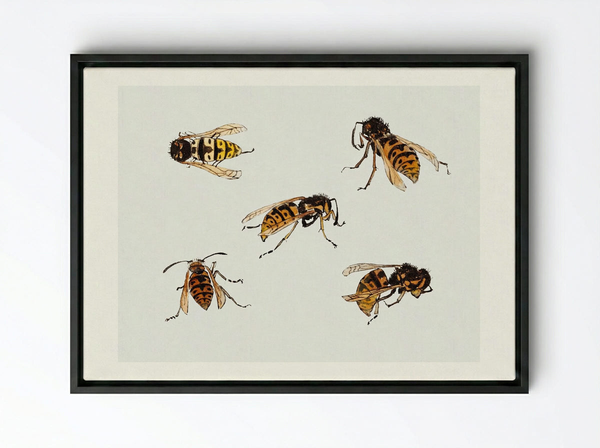 Studies of Wasps - Julie de Graag - Framed Canvas Black