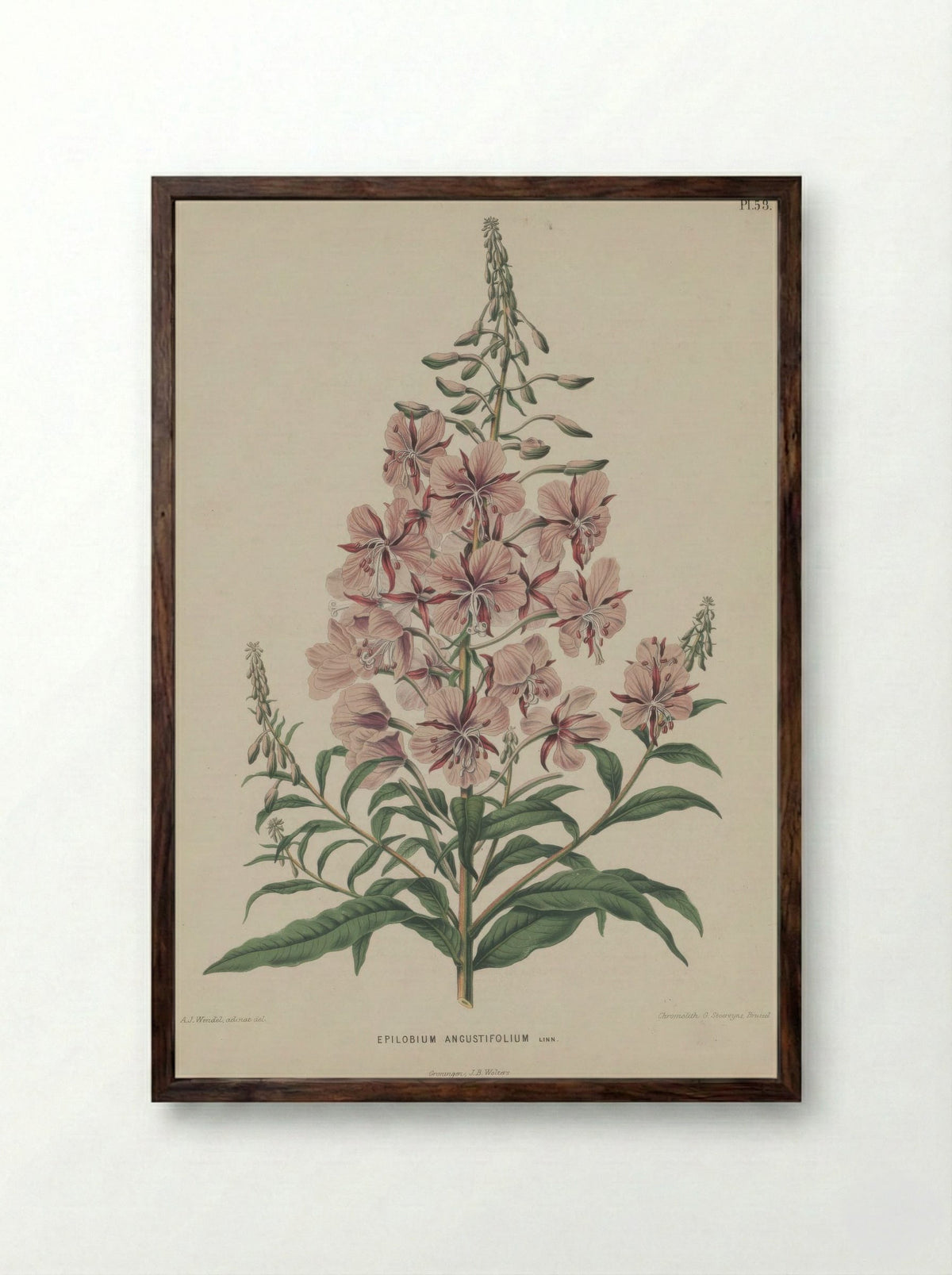 Epilobium Angustifolium L. - A. J. Wendel - Framed Print Dark Wood