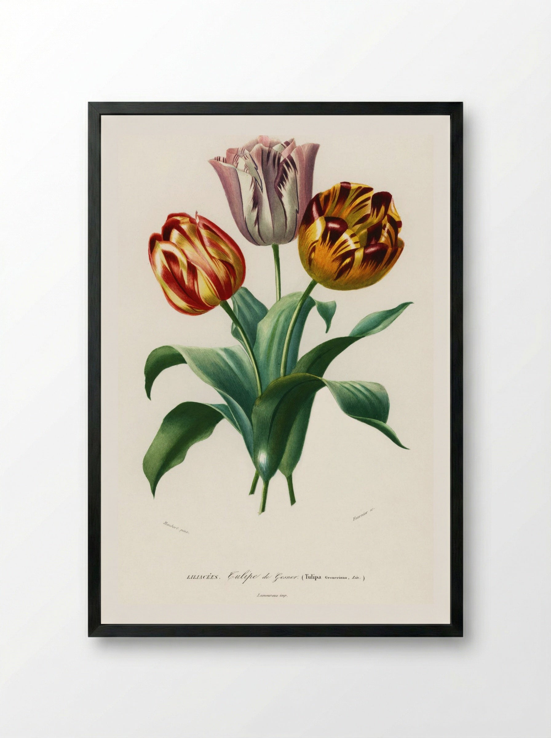 Tulip (Tulipa gesneriana) - Charles Dessalines D'Orbigny - Framed Print Black