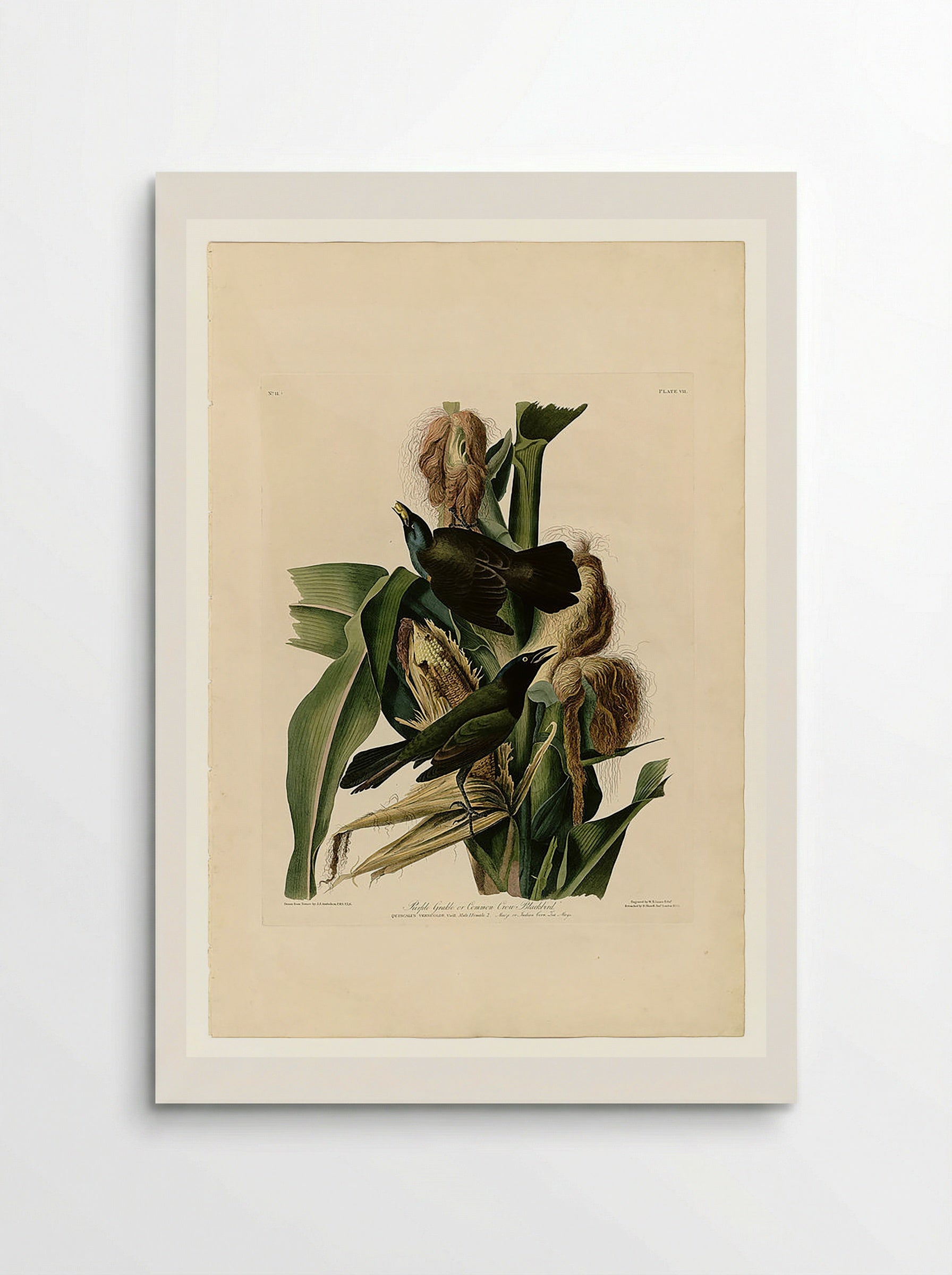 Purple Grackle or Common Crow Blackbird - John James Audubon - Poster