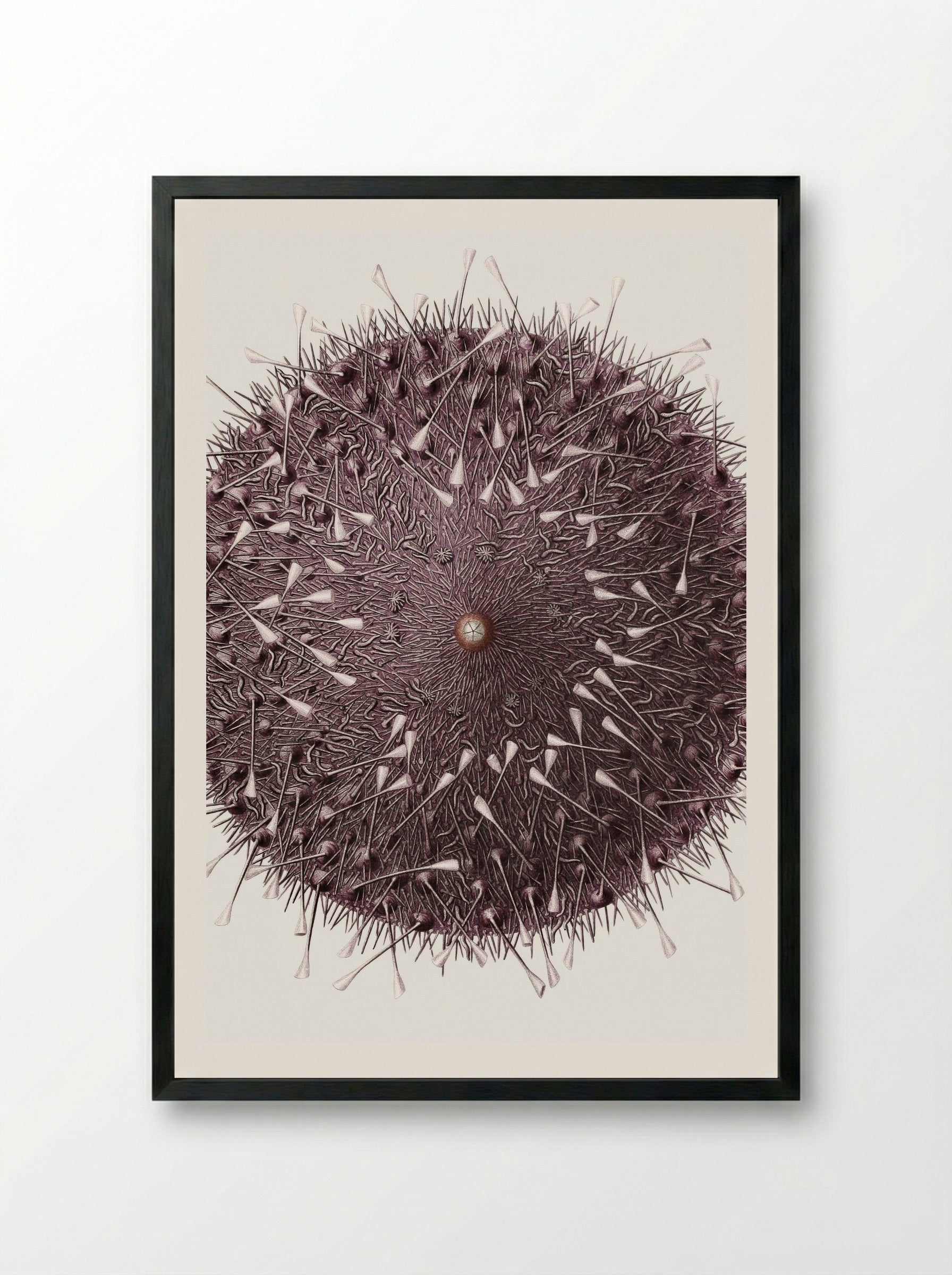 Sea Urchin Illustration - Albert I of Monaco - Framed Print Black